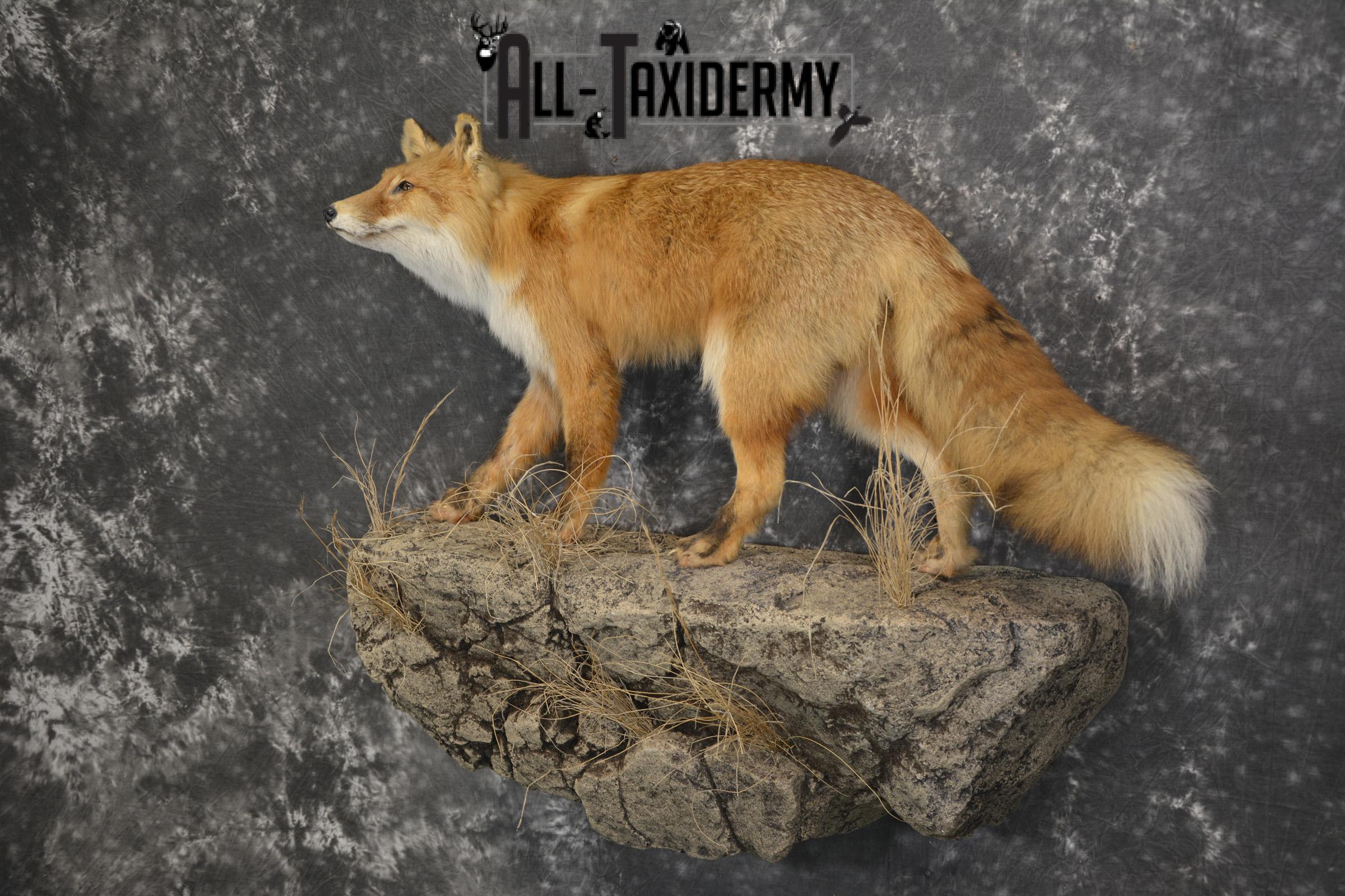 Red Fox Taxidermy mount for sale SKU 1903 - Image 5