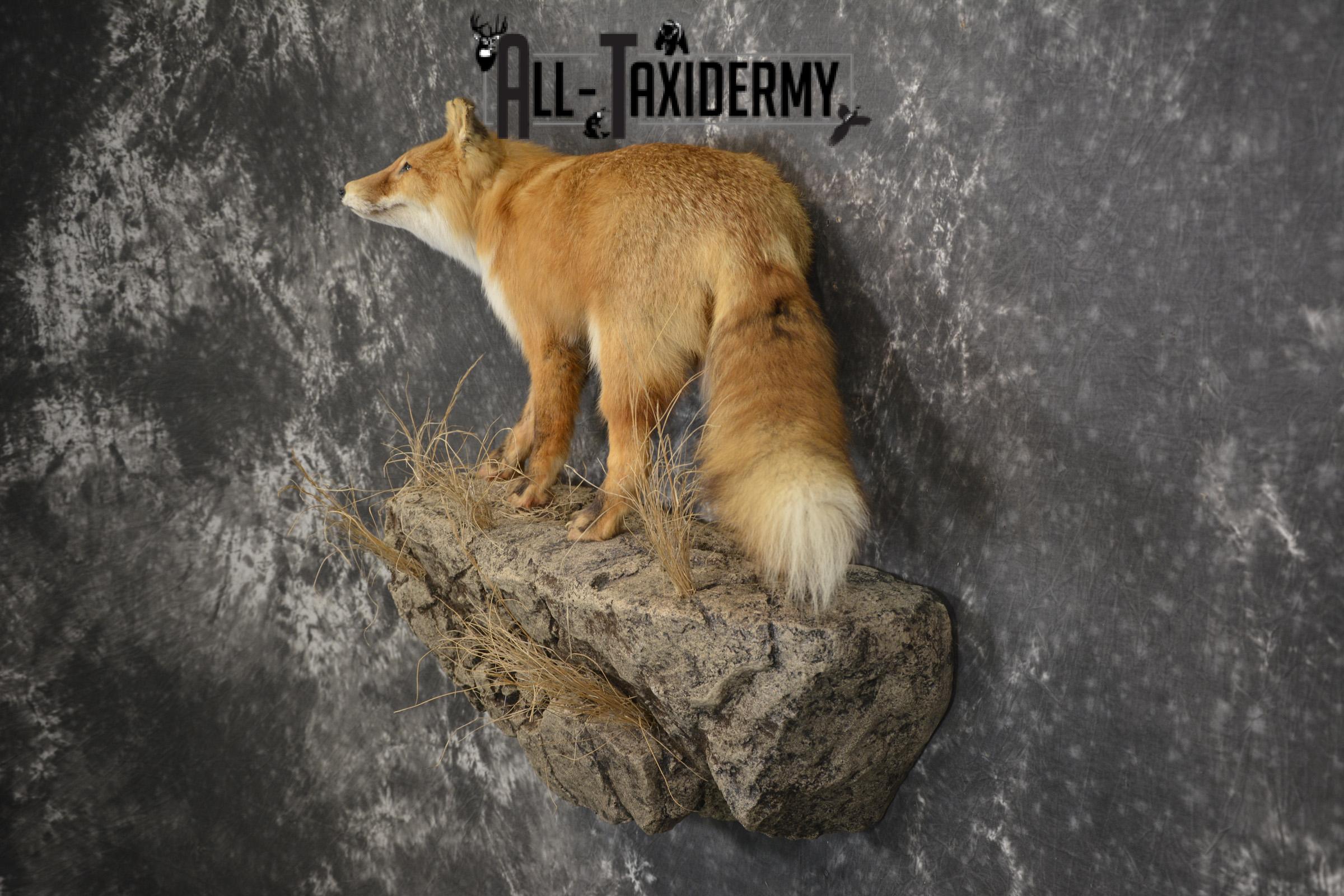 Red Fox Taxidermy mount for sale SKU 1903 - Image 4