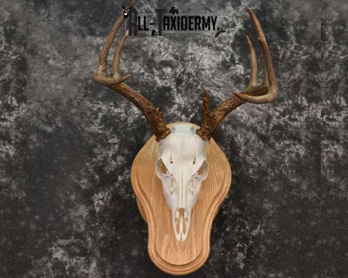 Professional Skull Cleaning