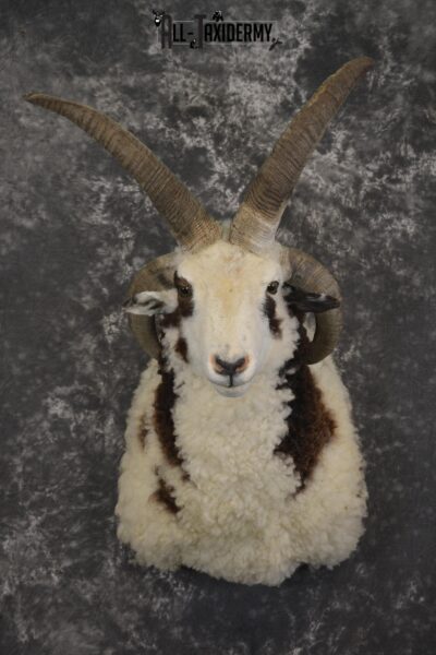 Jacob 4 horn sheep taxidermy shoulder mount for sale SKU 1993