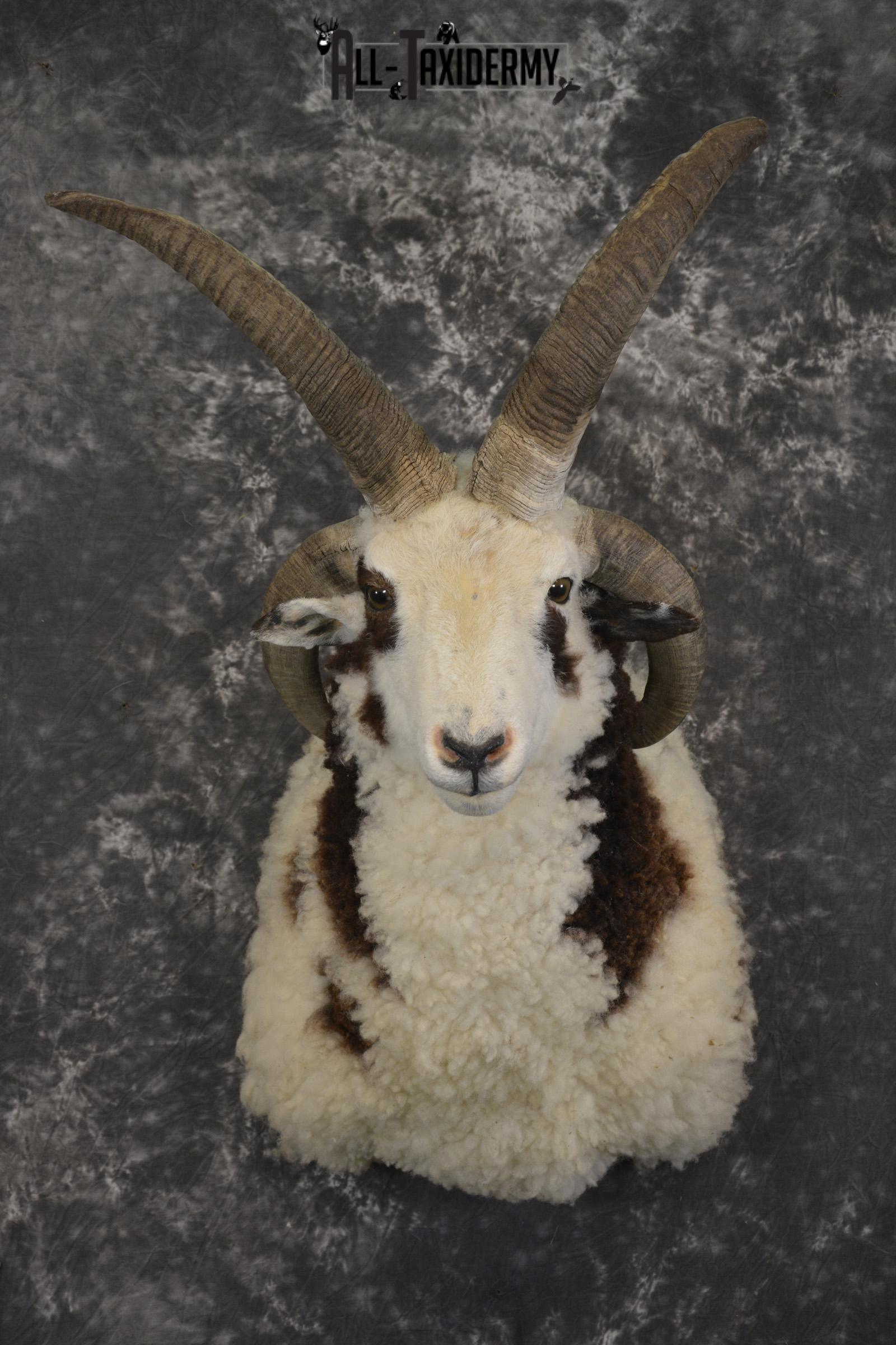 Jacob 4 horn sheep taxidermy shoulder mount for sale SKU 1993