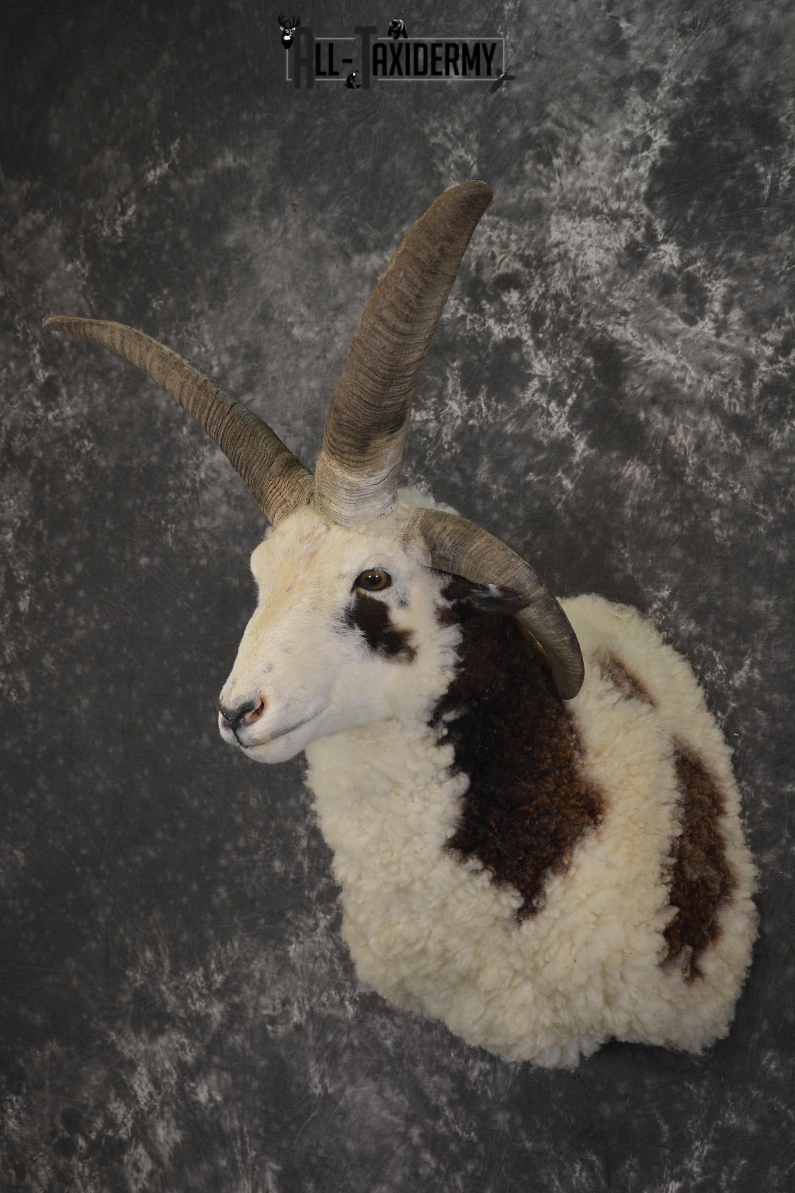Jacob 4 horn sheep taxidermy shoulder mount for sale SKU 1993 - Image 7