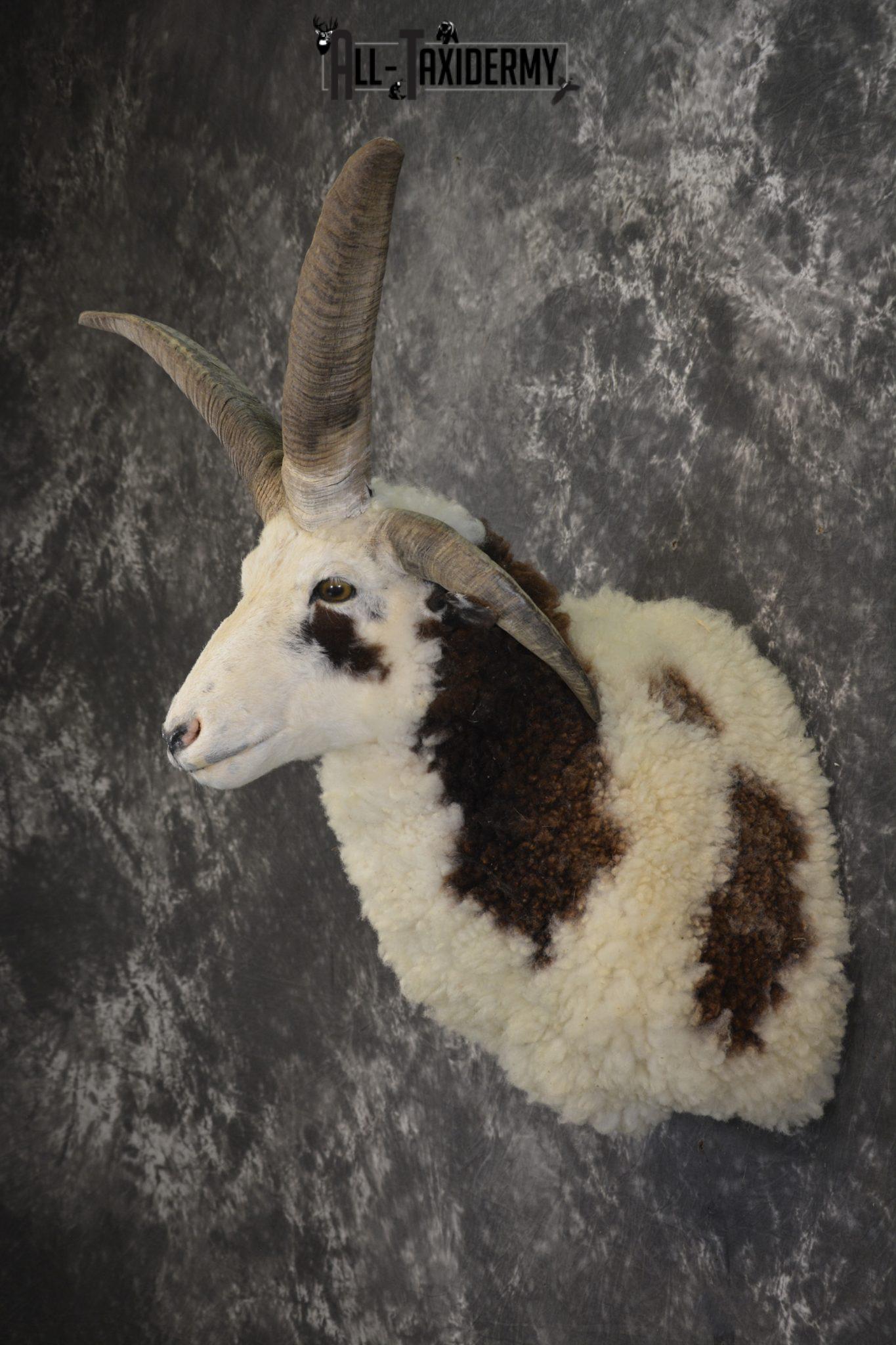 Jacob 4 horn sheep taxidermy shoulder mount for sale SKU 1993 All