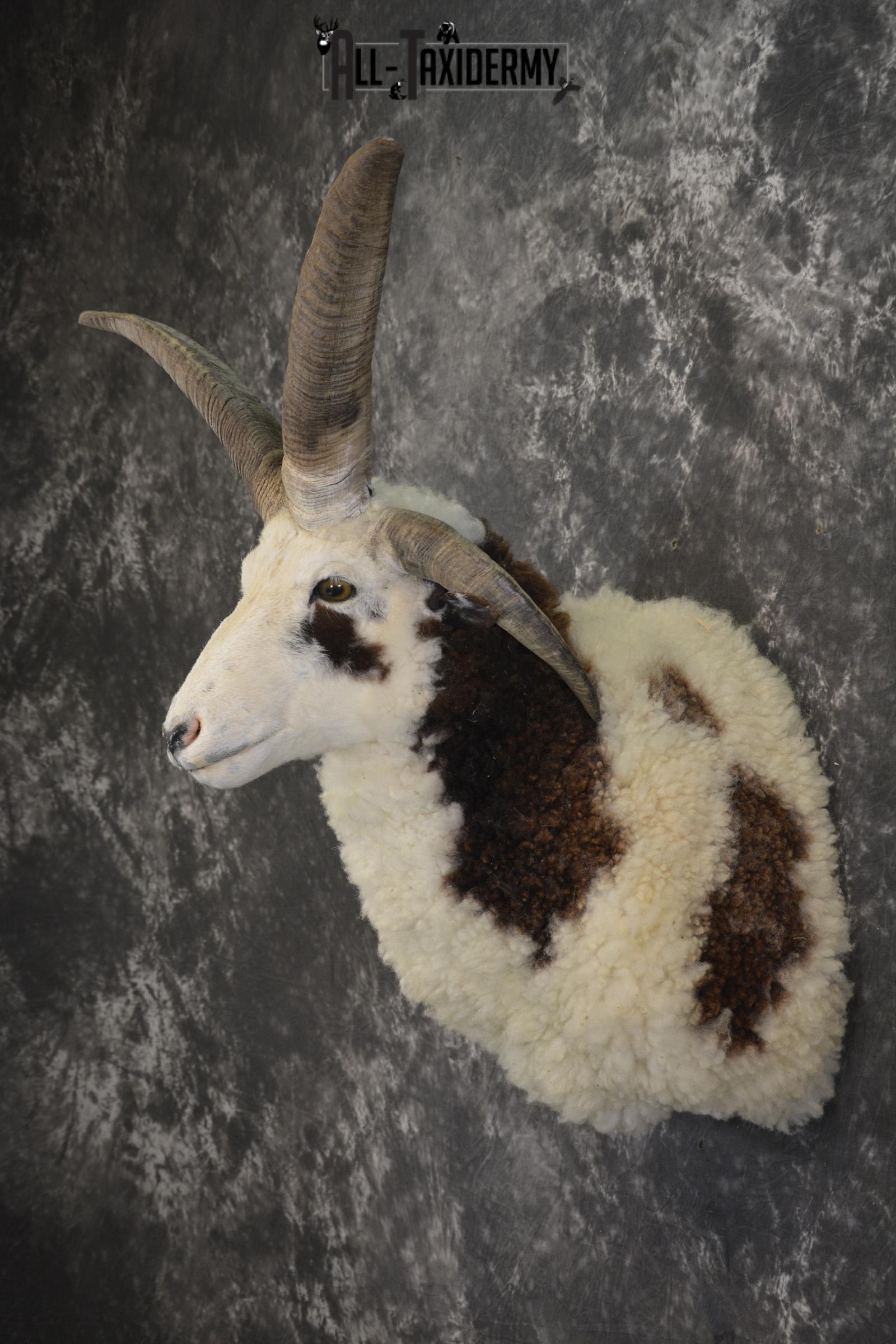 Jacob 4 horn sheep taxidermy shoulder mount for sale SKU 1993 - Image 6