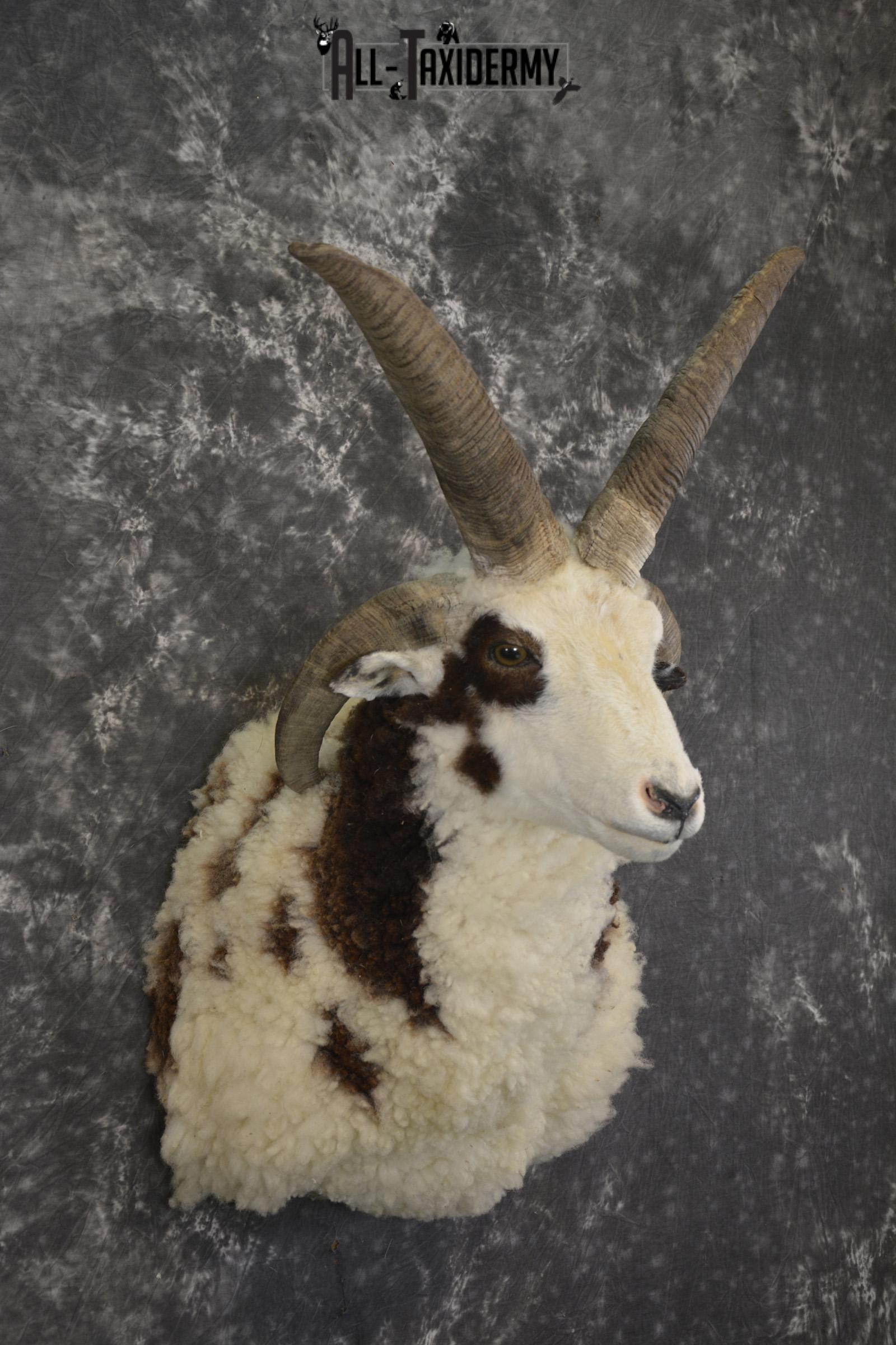 Jacob 4 horn sheep taxidermy shoulder mount for sale SKU 1993 - Image 5