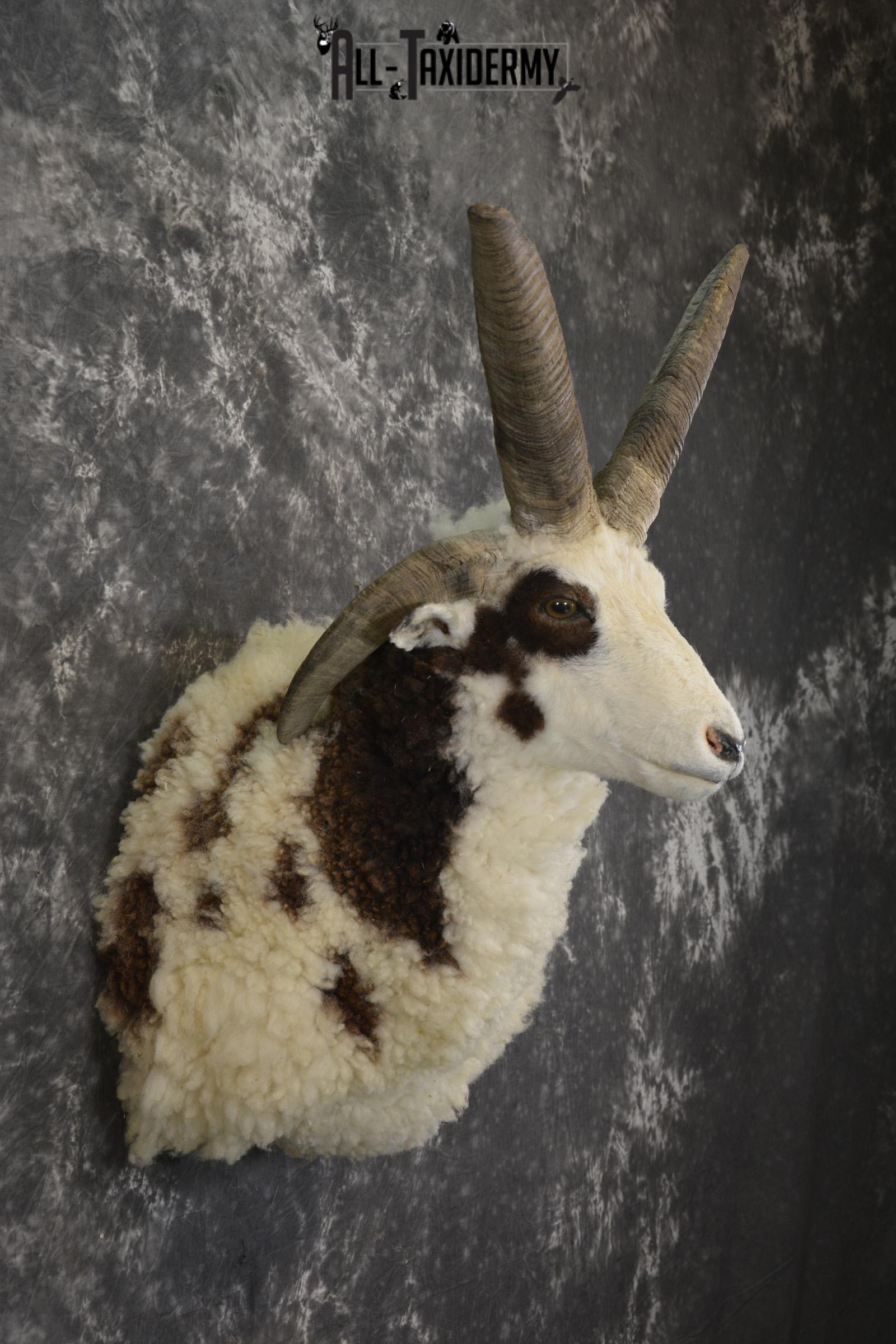 Jacob 4 horn sheep taxidermy shoulder mount for sale SKU 1993 - Image 4