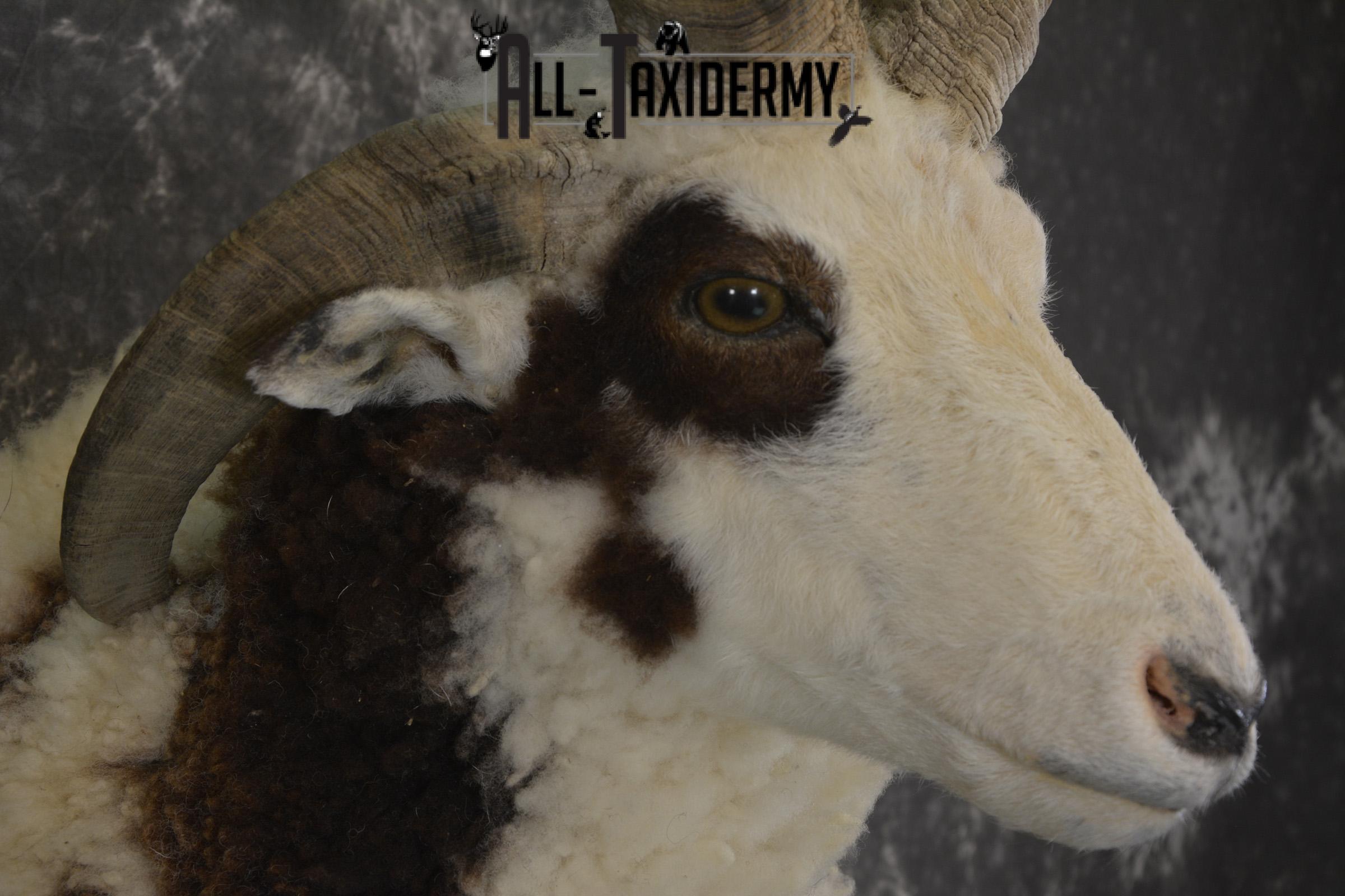 Jacob 4 horn sheep taxidermy shoulder mount for sale SKU 1993 - Image 3