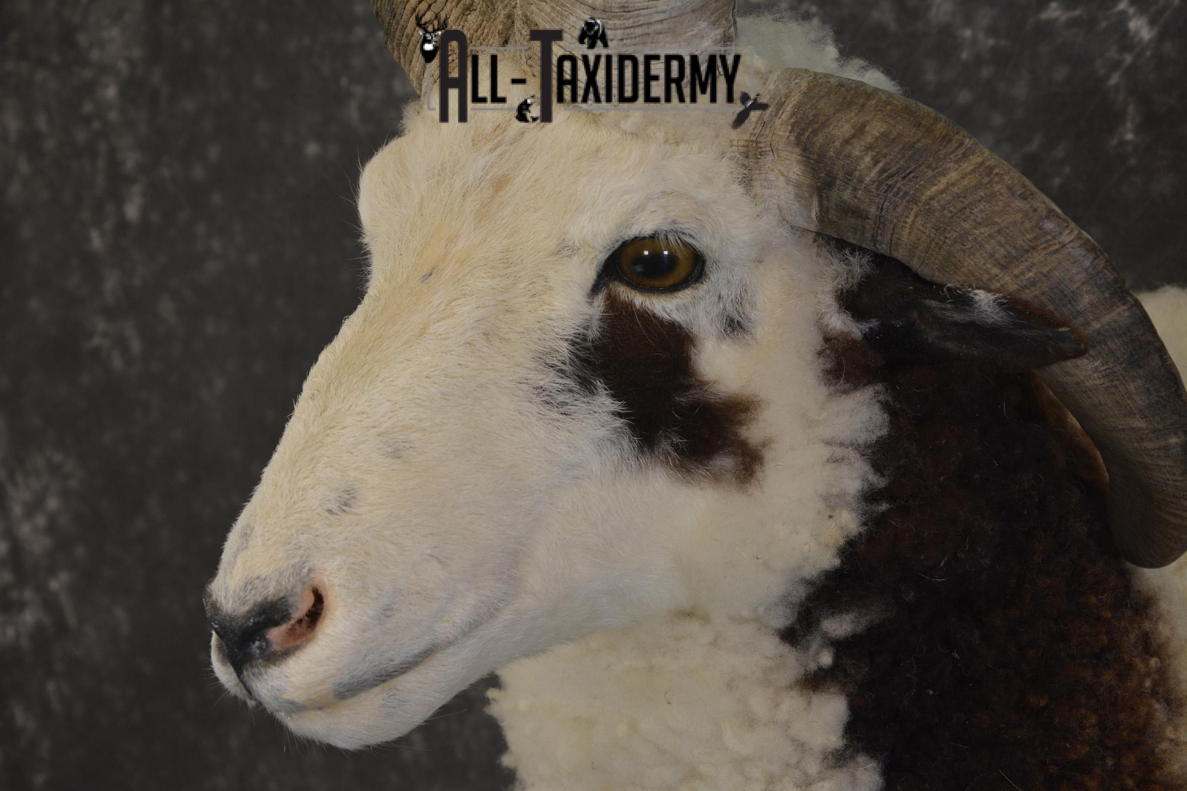 Jacob 4 horn sheep taxidermy shoulder mount for sale SKU 1993 - Image 2