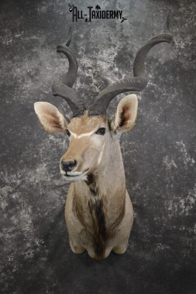 African Greater Kudu taxidermy shoulder mount for sale SKU 1976