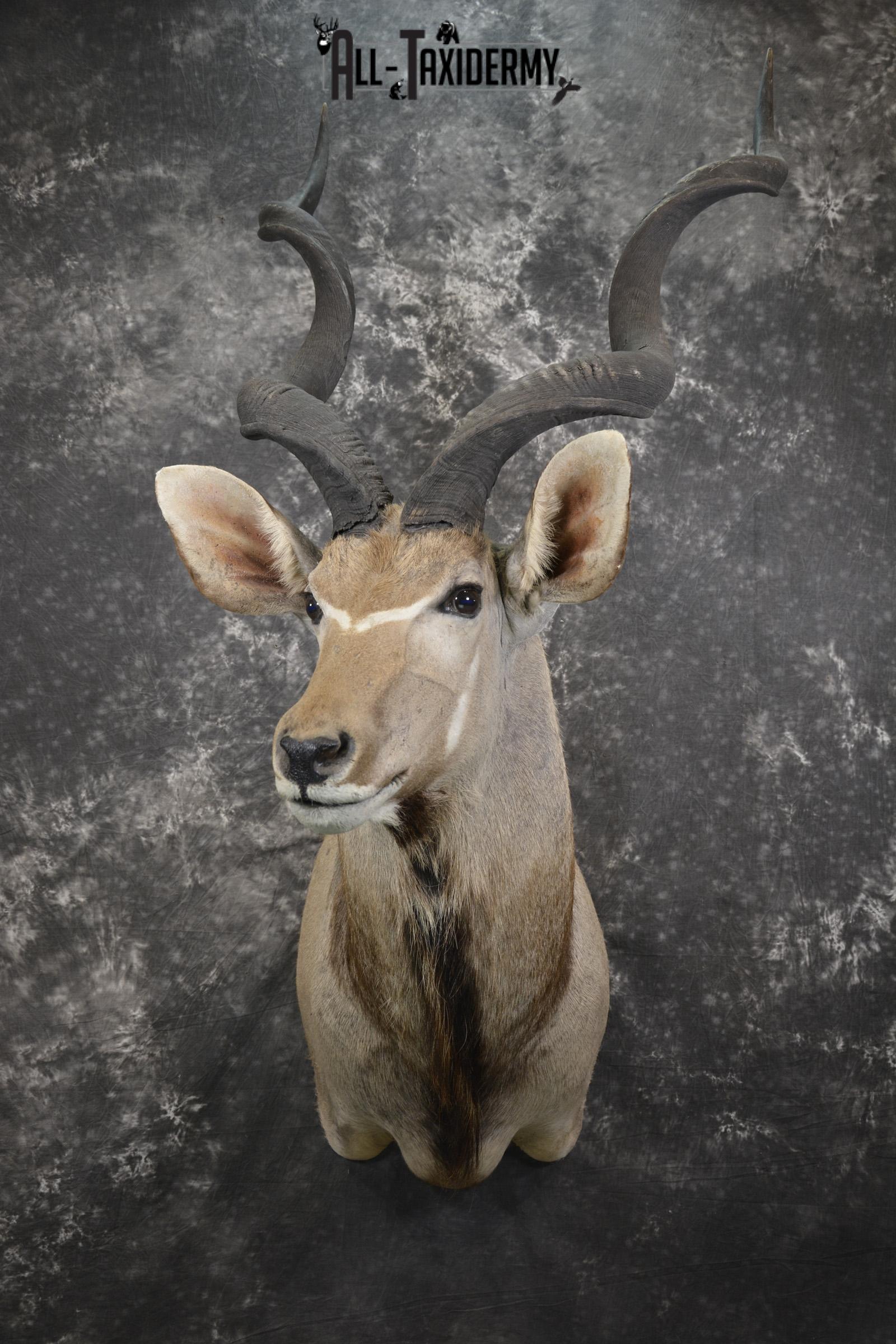 African Greater Kudu taxidermy shoulder mount for sale SKU 1976