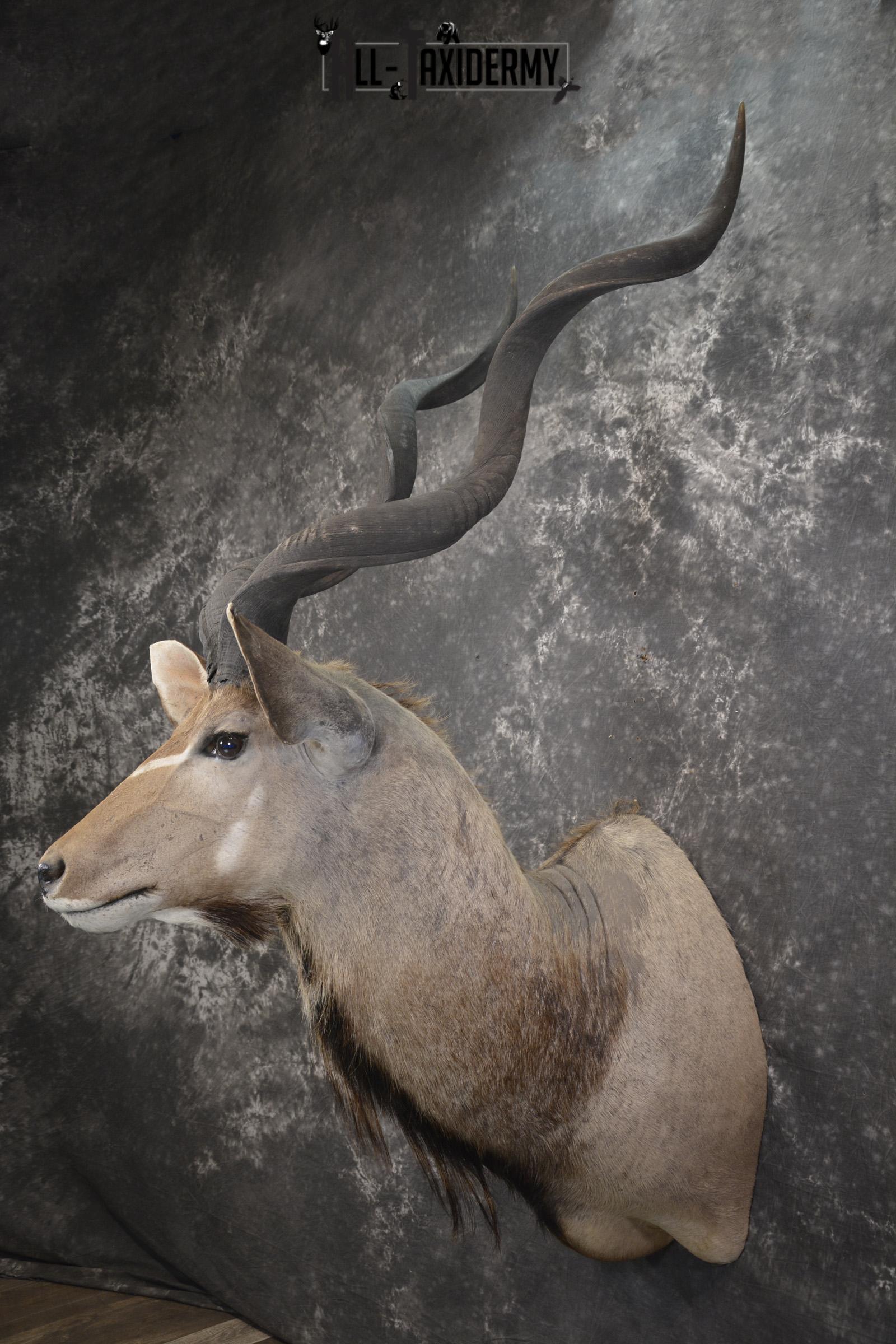African Greater Kudu taxidermy shoulder mount for sale SKU 1976 - Image 8