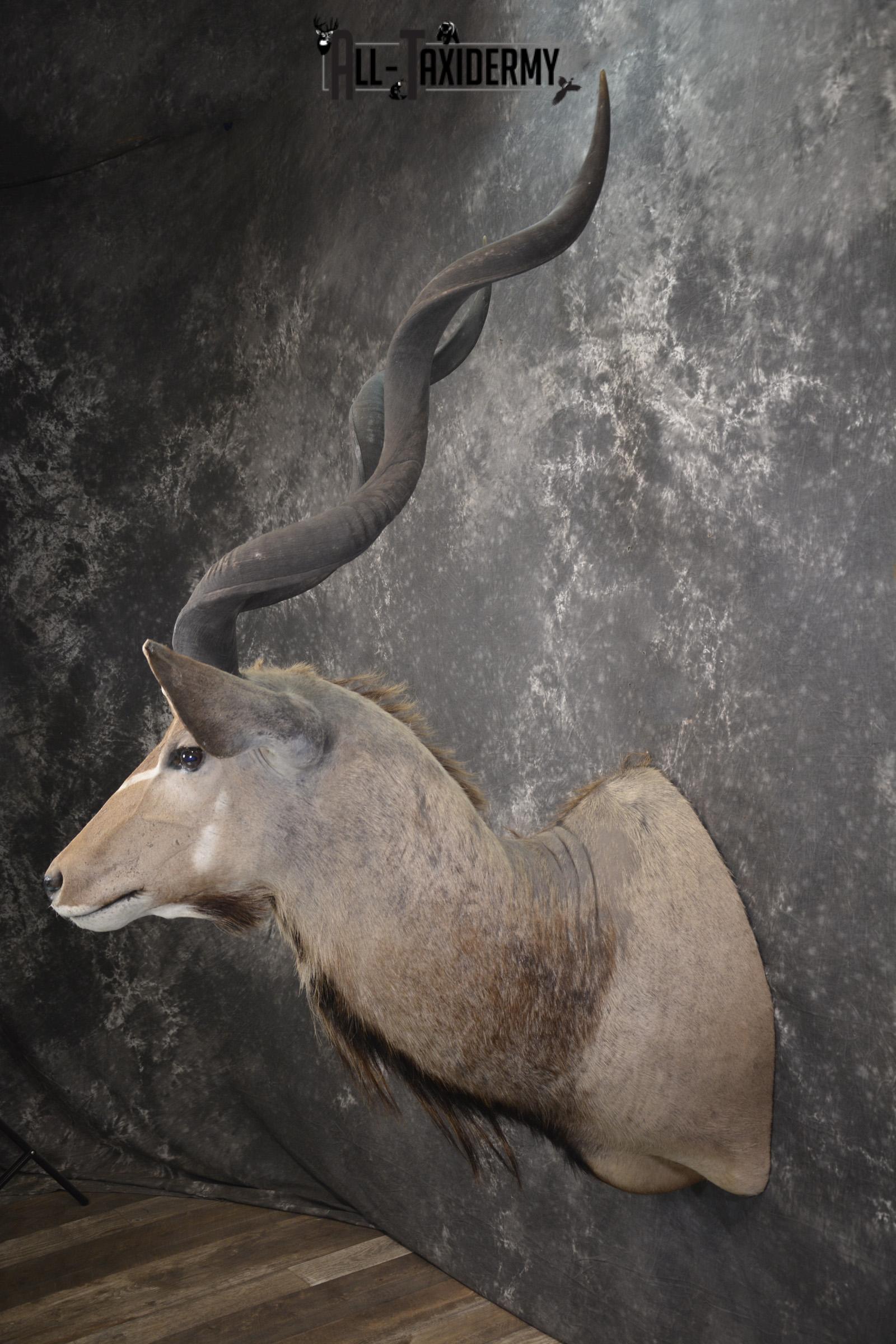 African Greater Kudu taxidermy shoulder mount for sale SKU 1976 - Image 7