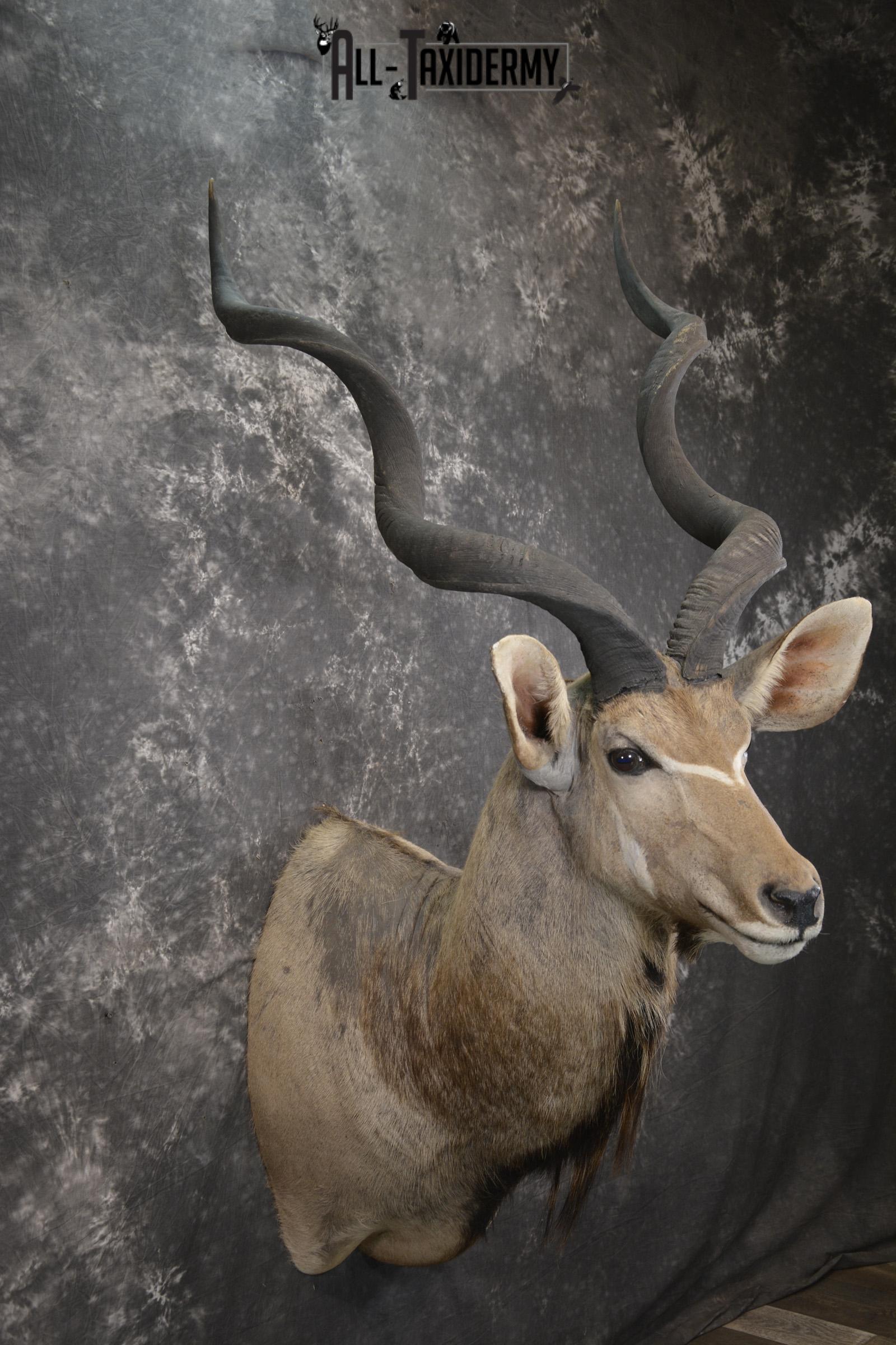 African Greater Kudu taxidermy shoulder mount for sale SKU 1976 - Image 6