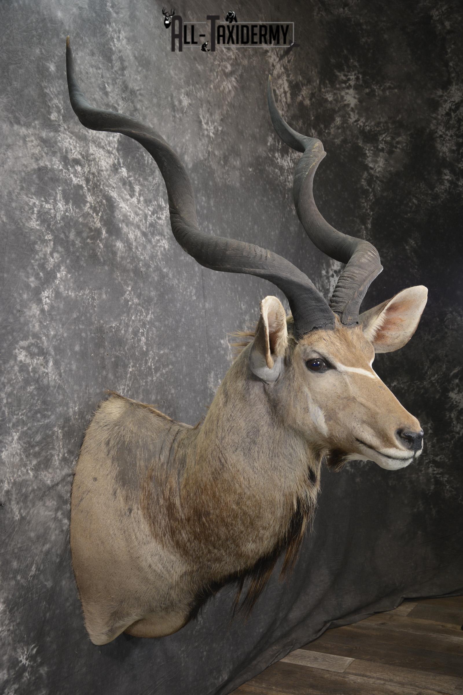 African Greater Kudu taxidermy shoulder mount for sale SKU 1976 - Image 5