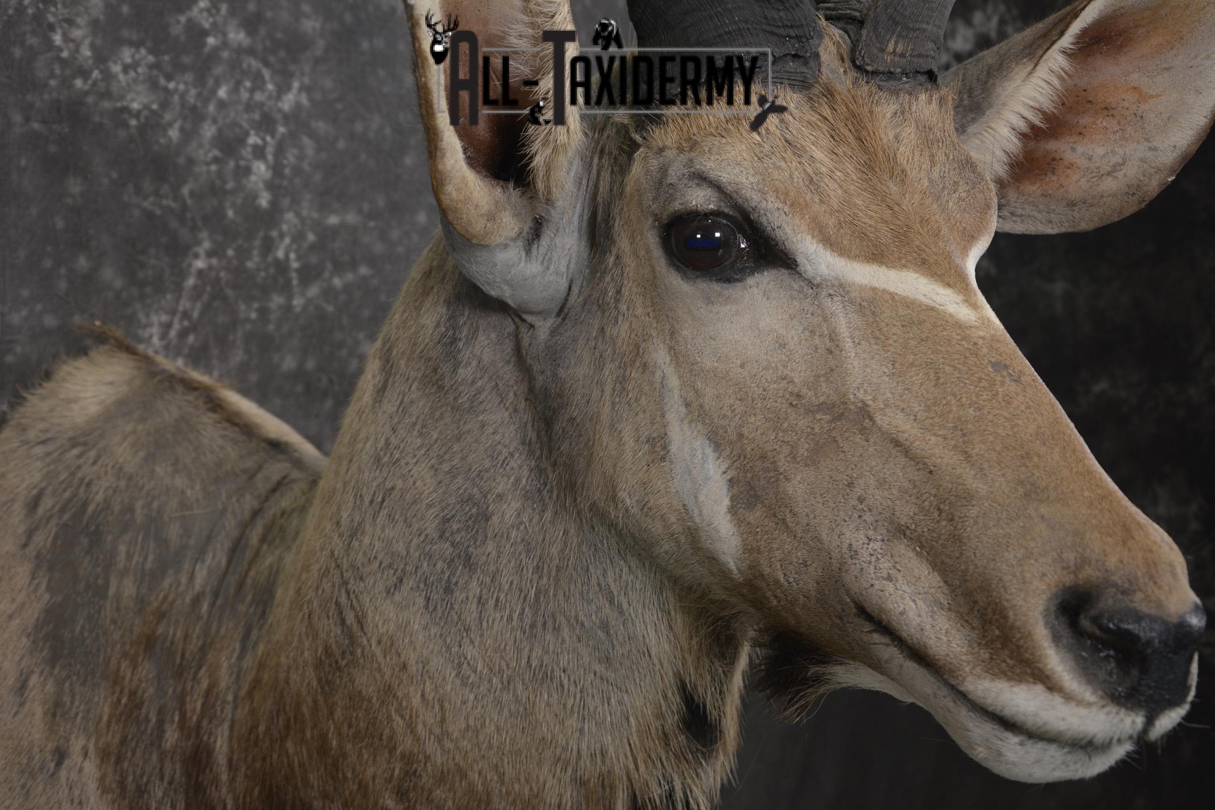 African Greater Kudu taxidermy shoulder mount for sale SKU 1976 - Image 4