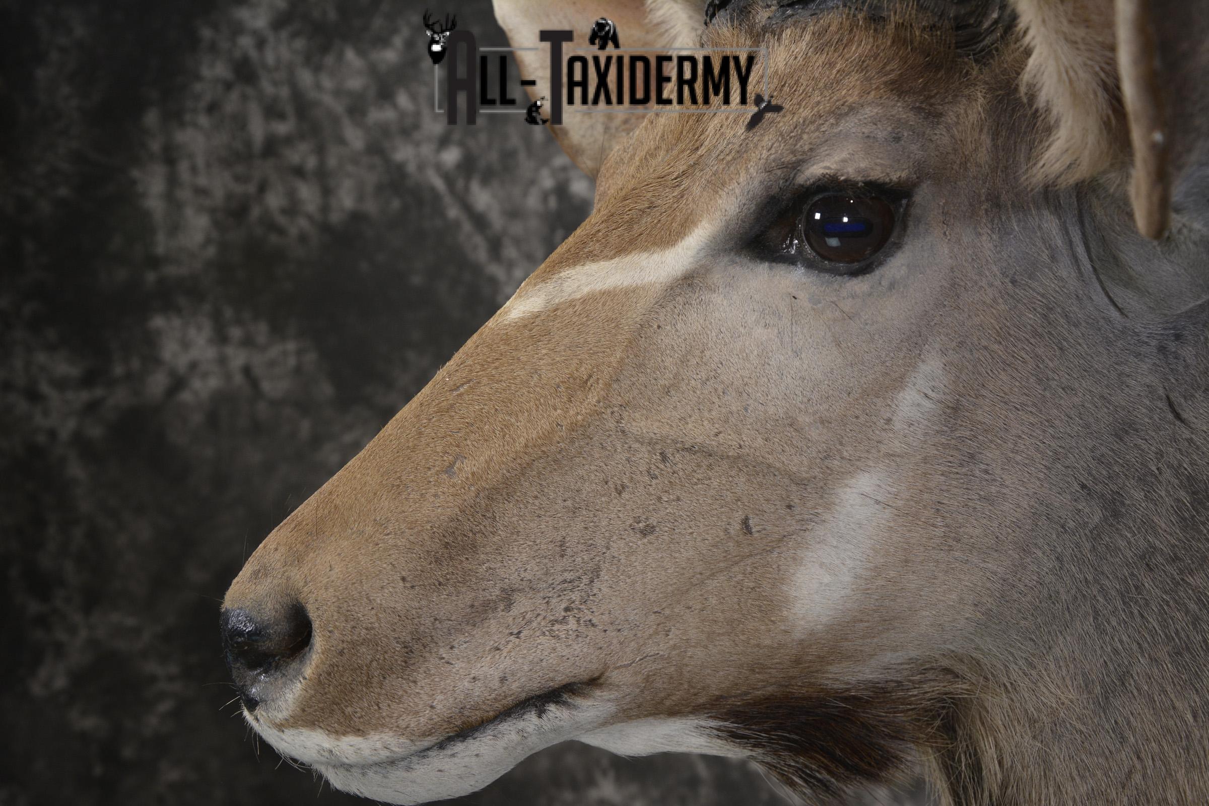 African Greater Kudu taxidermy shoulder mount for sale SKU 1976 - Image 3