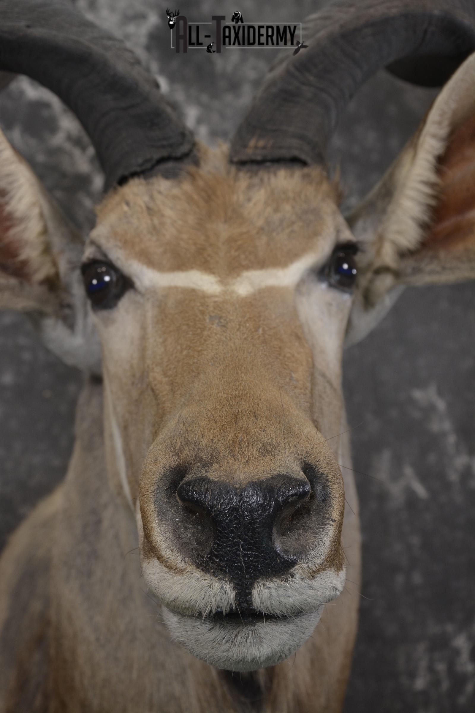 African Greater Kudu taxidermy shoulder mount for sale SKU 1976 - Image 2