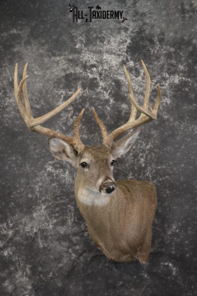 Whitetail deer taxidermy shoulder mount for sale SKU 1939