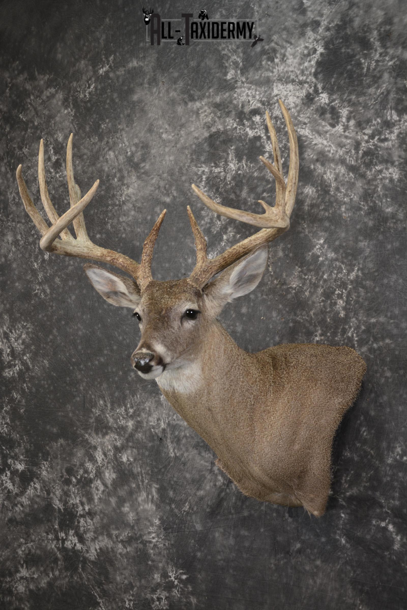 Whitetail deer taxidermy shoulder mount for sale SKU 1939 - Image 7