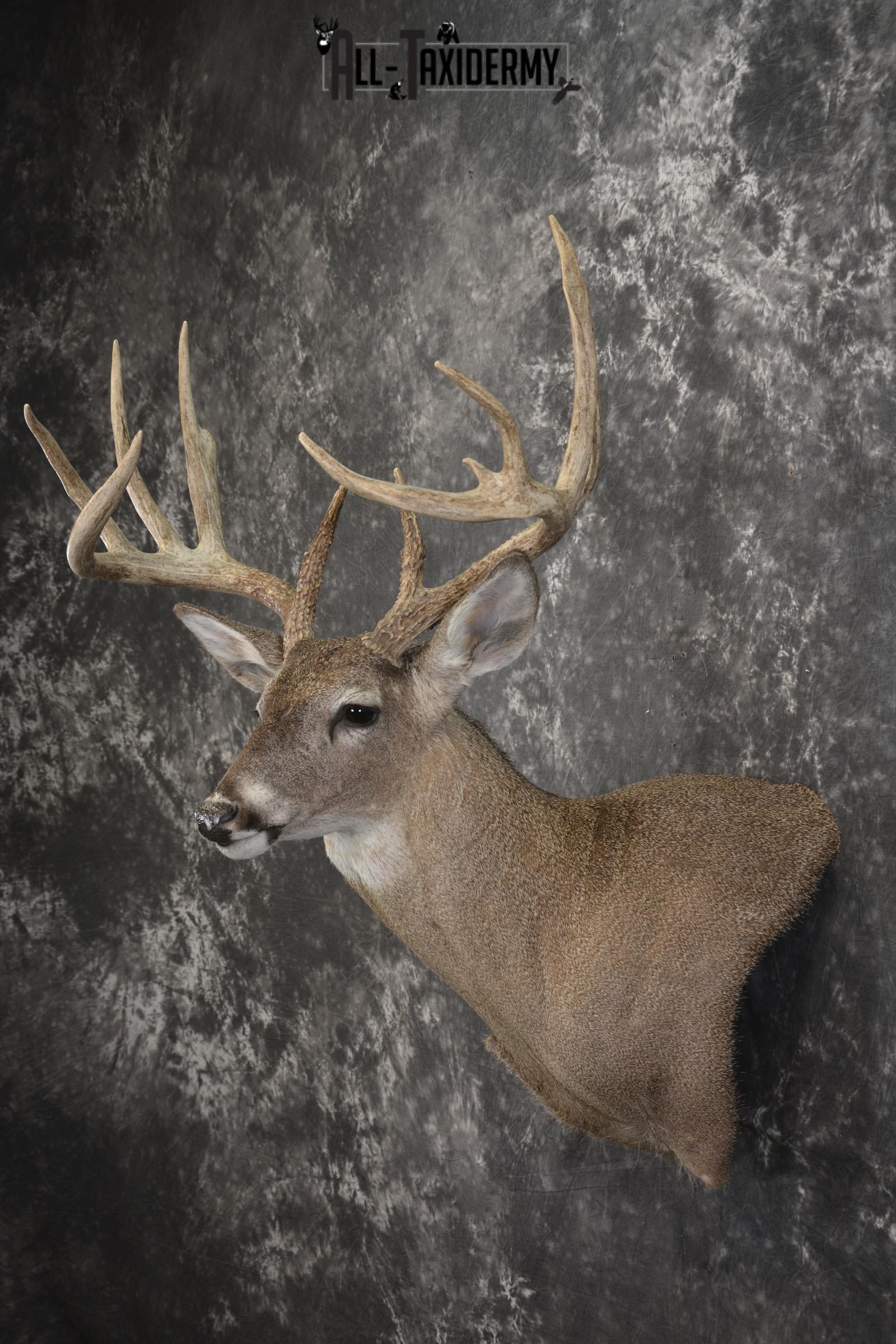 Whitetail deer taxidermy shoulder mount for sale SKU 1939 - Image 6