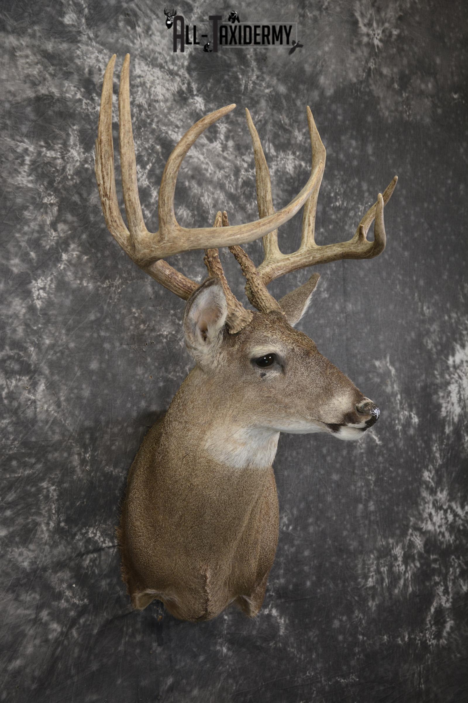 Whitetail deer taxidermy shoulder mount for sale SKU 1939 - Image 5