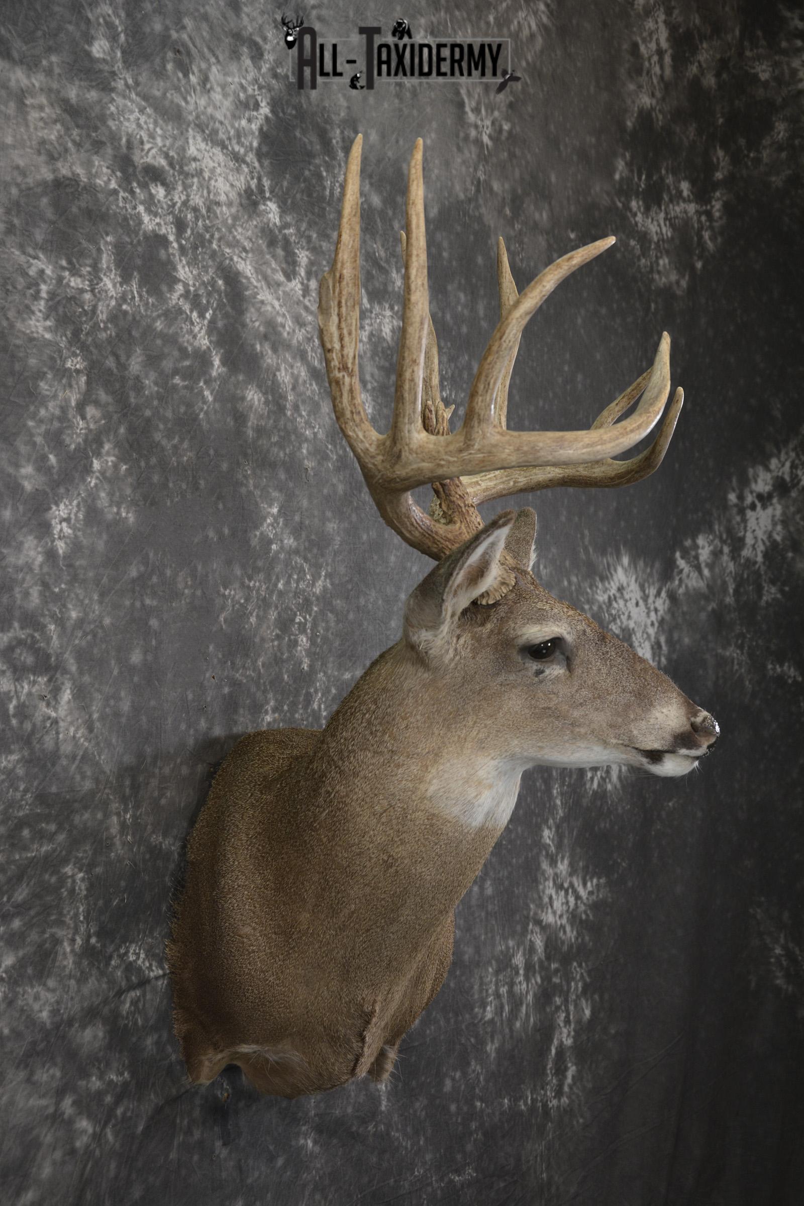 Whitetail deer taxidermy shoulder mount for sale SKU 1939 - Image 4