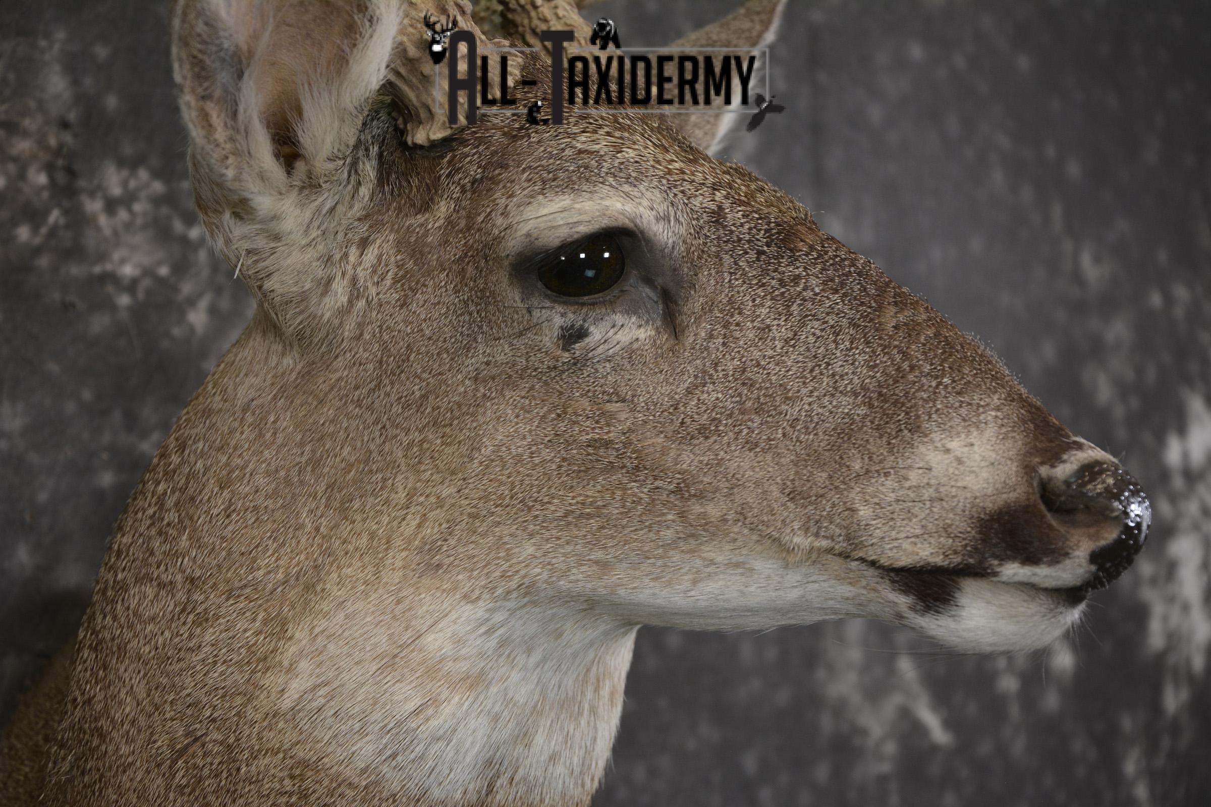 Whitetail deer taxidermy shoulder mount for sale SKU 1939 - Image 3
