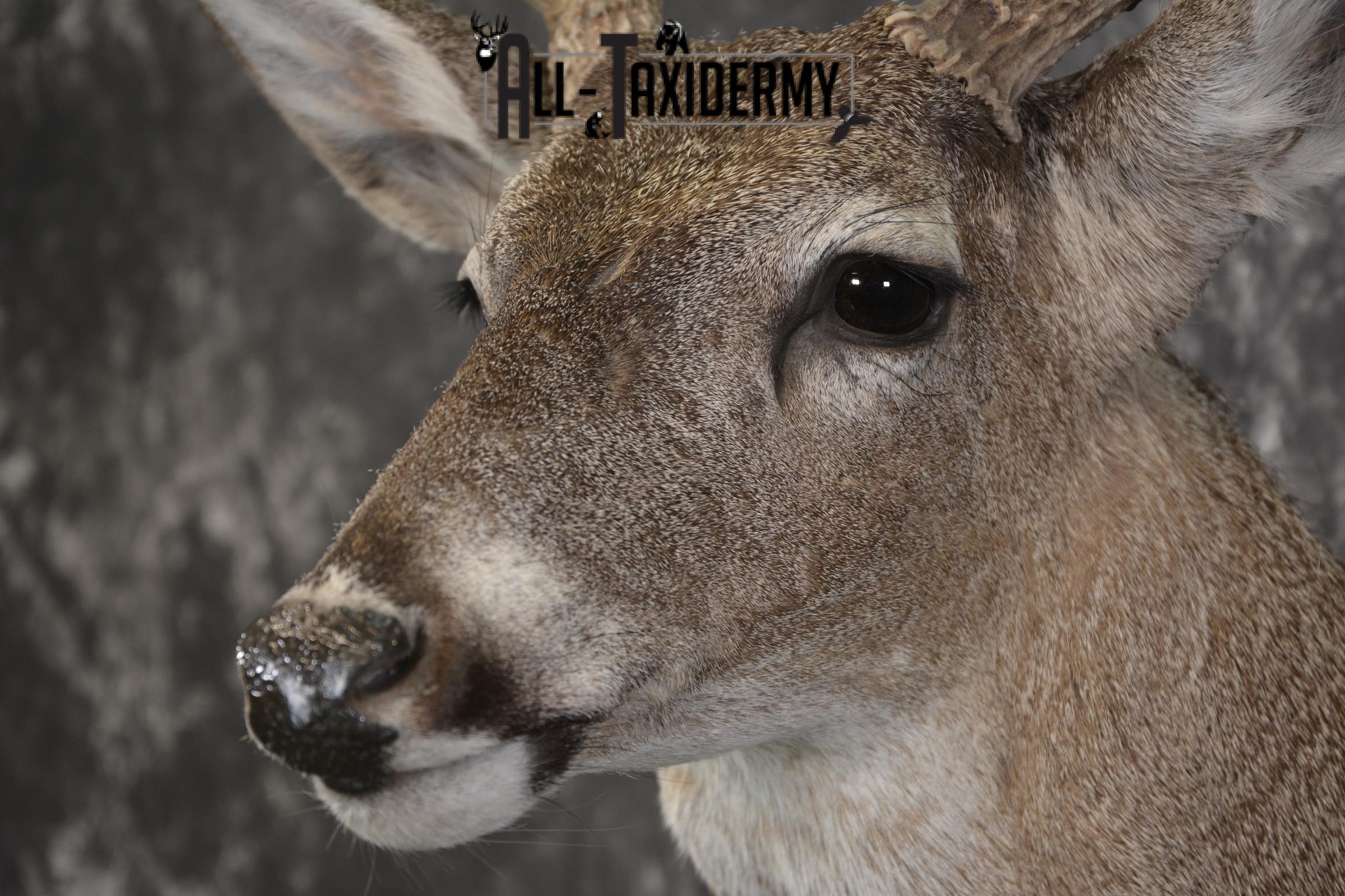 Whitetail deer taxidermy shoulder mount for sale SKU 1939 - Image 2