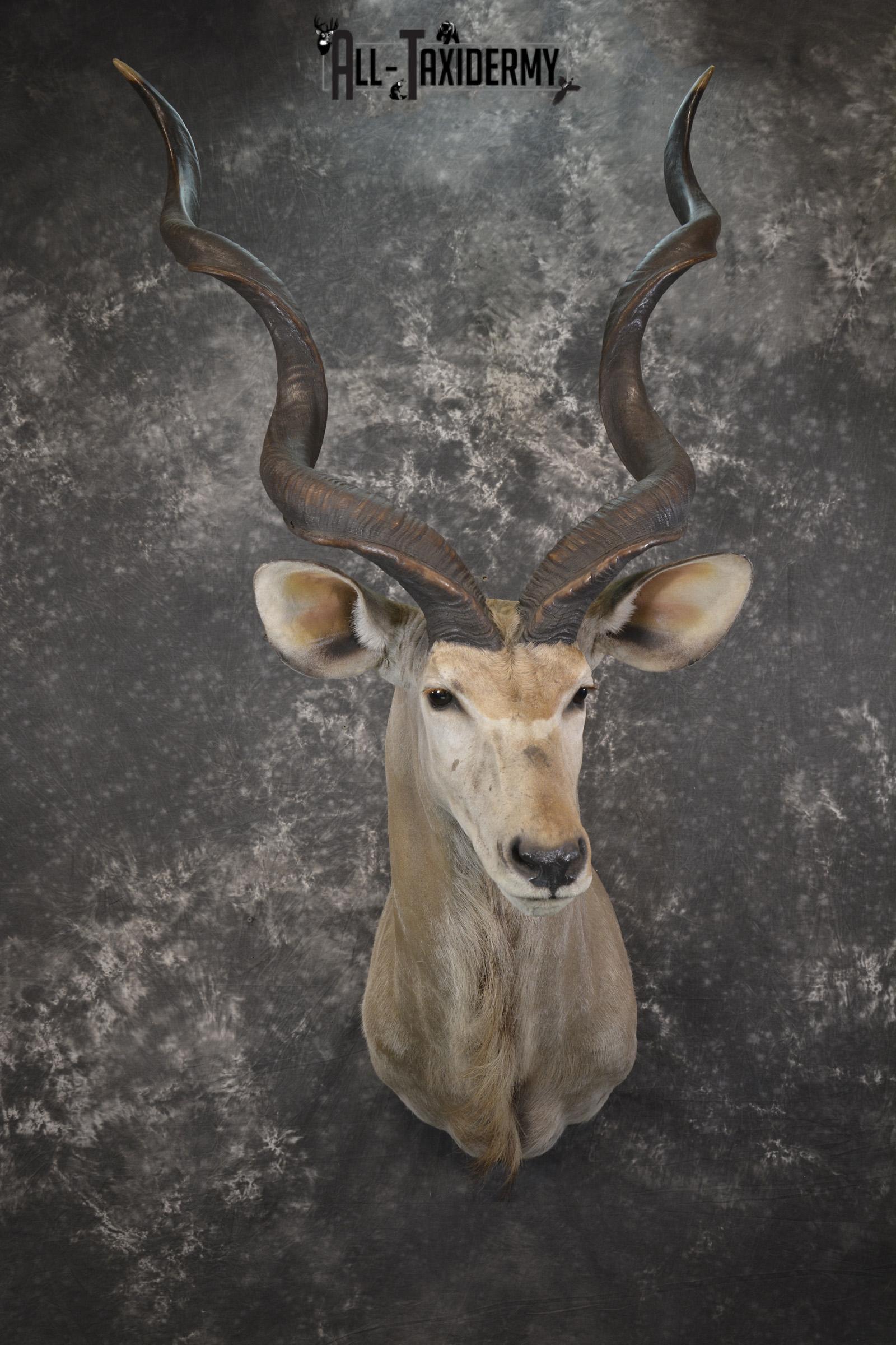 African Kudu taxidermy shoulder mount for sale SKU 1978