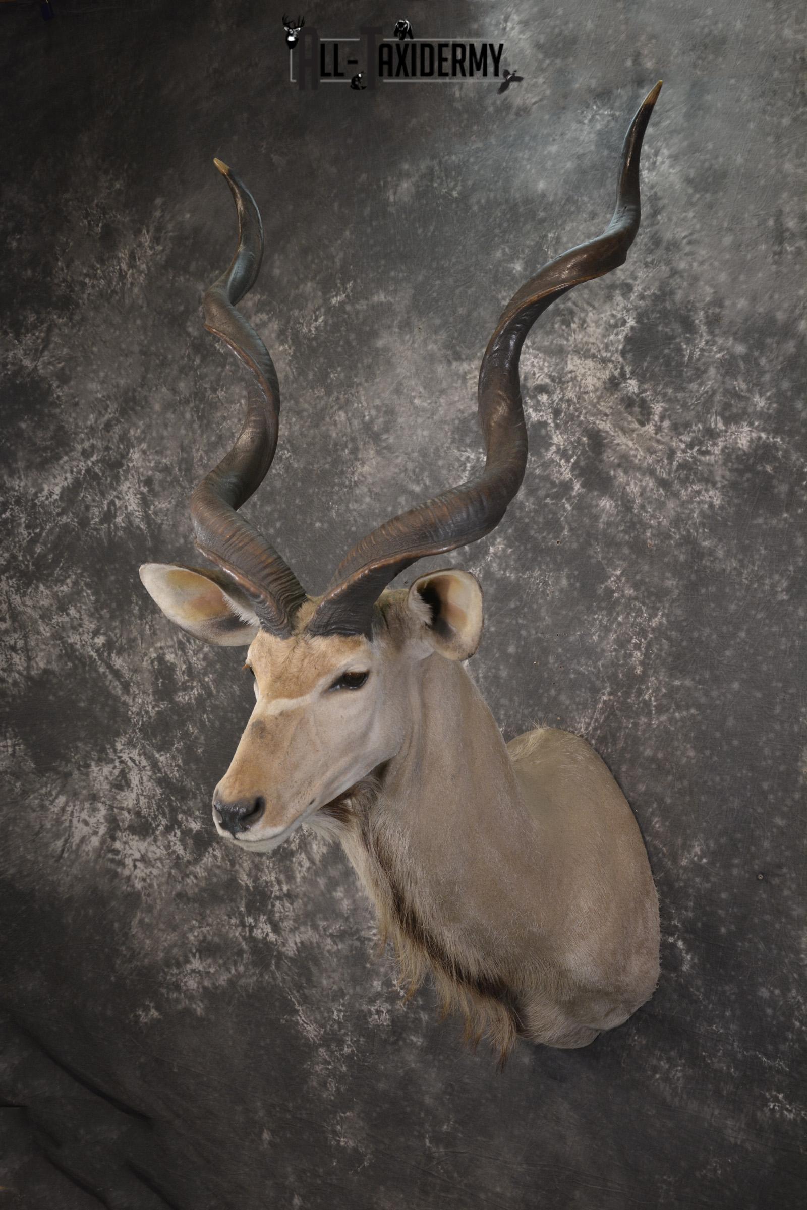 African Kudu taxidermy shoulder mount for sale SKU 1978 - Image 8