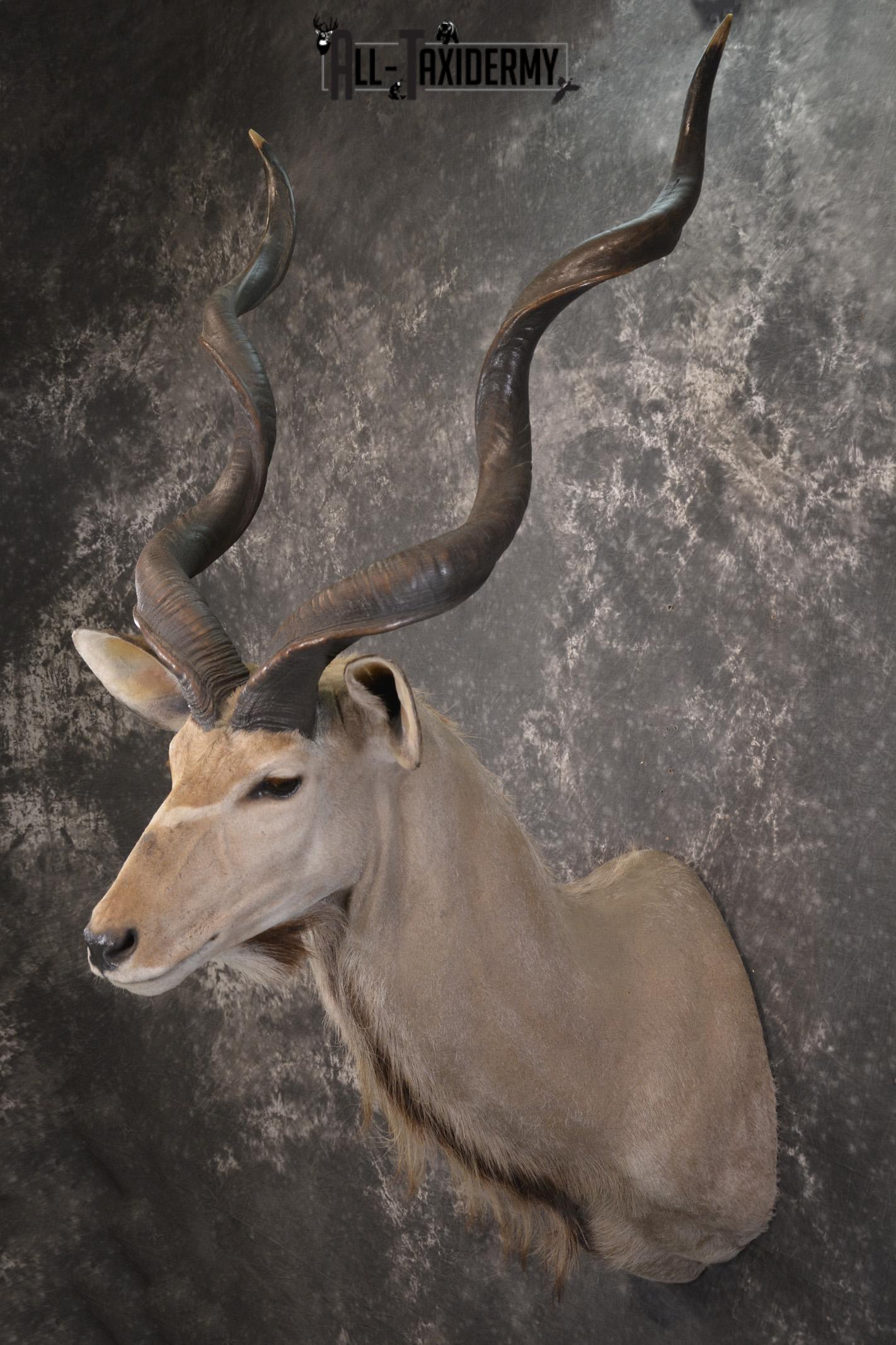 African Kudu taxidermy shoulder mount for sale SKU 1978 - Image 7