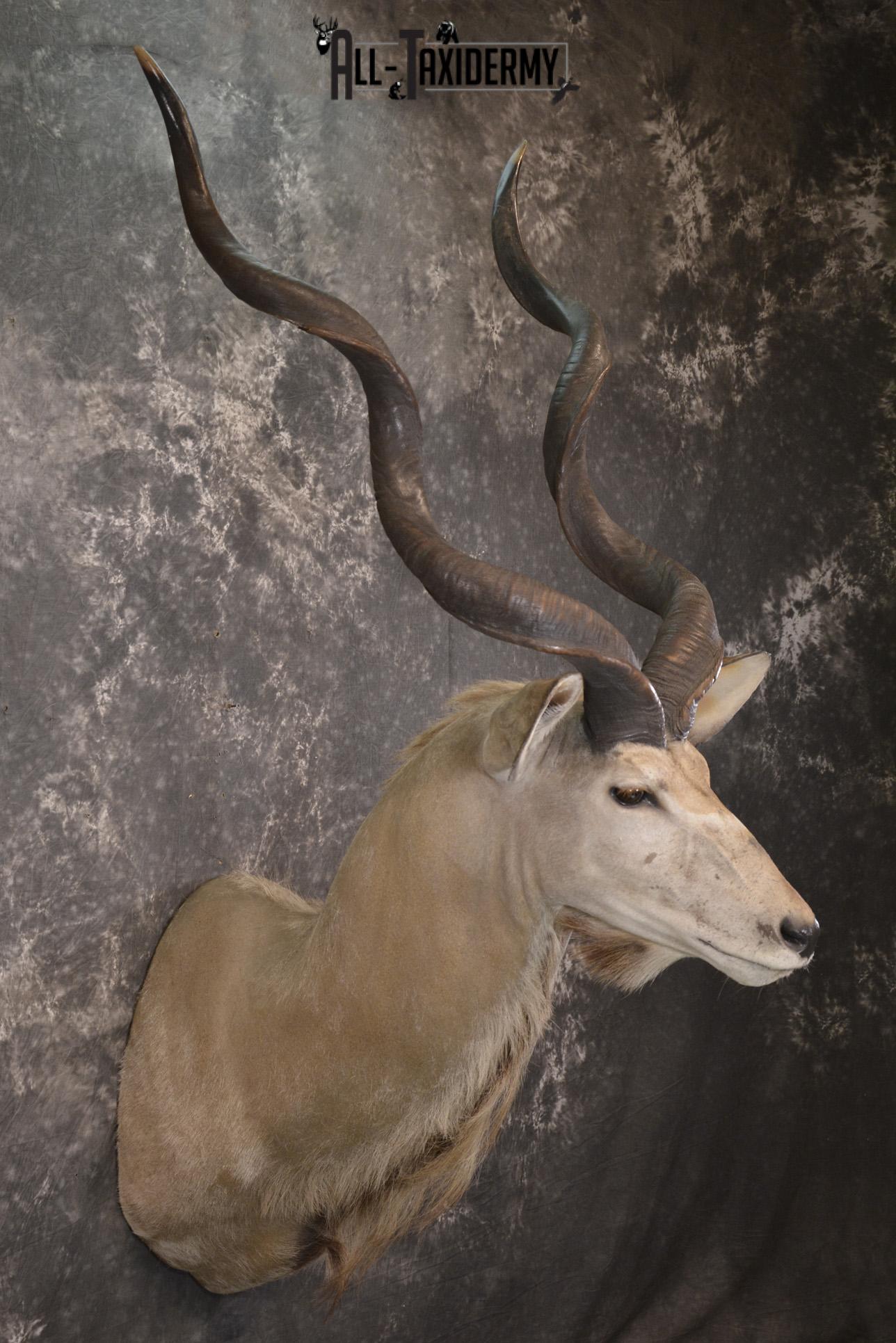 African Kudu taxidermy shoulder mount for sale SKU 1978 - Image 6