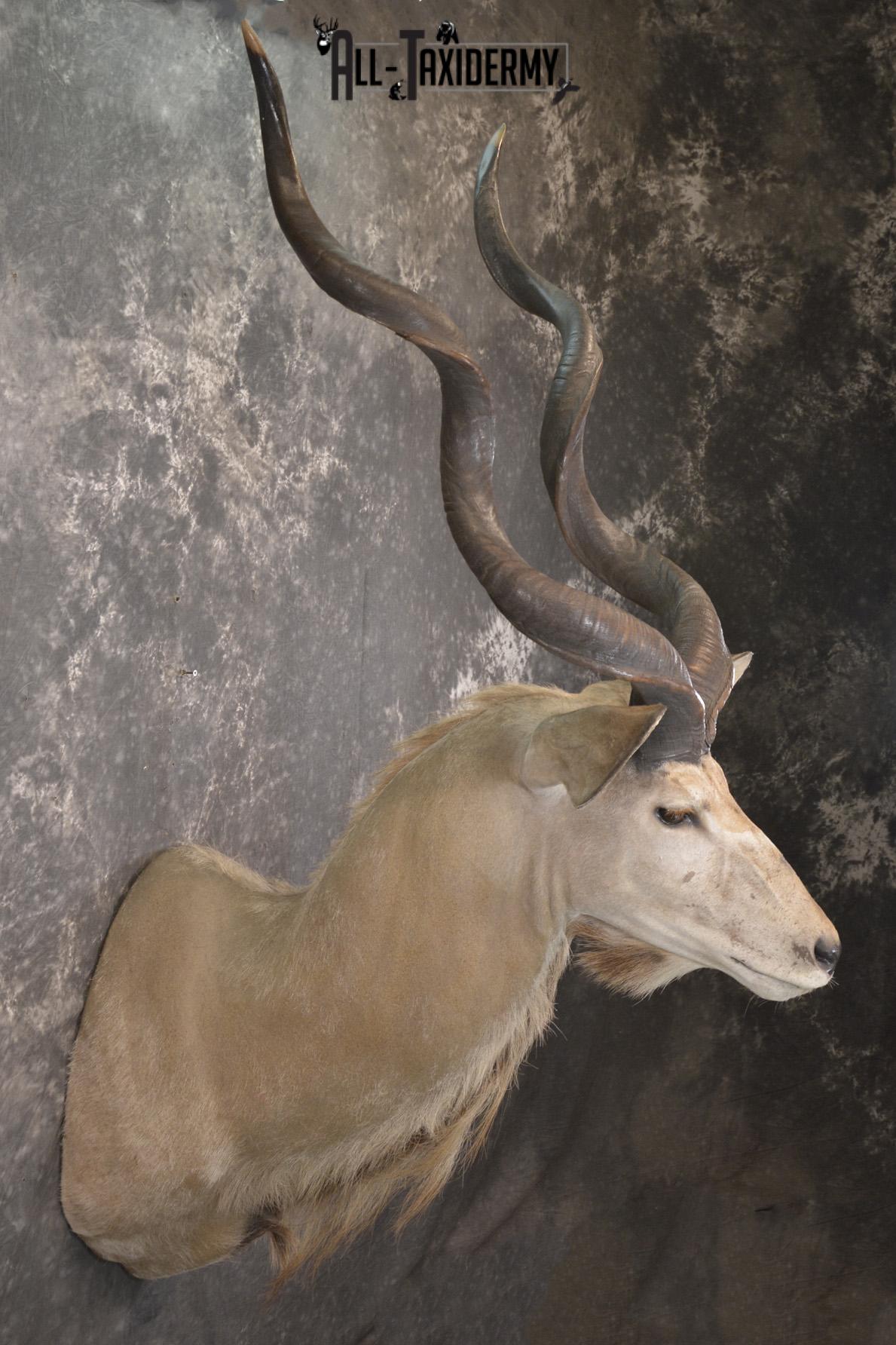 African Kudu taxidermy shoulder mount for sale SKU 1978 - Image 5