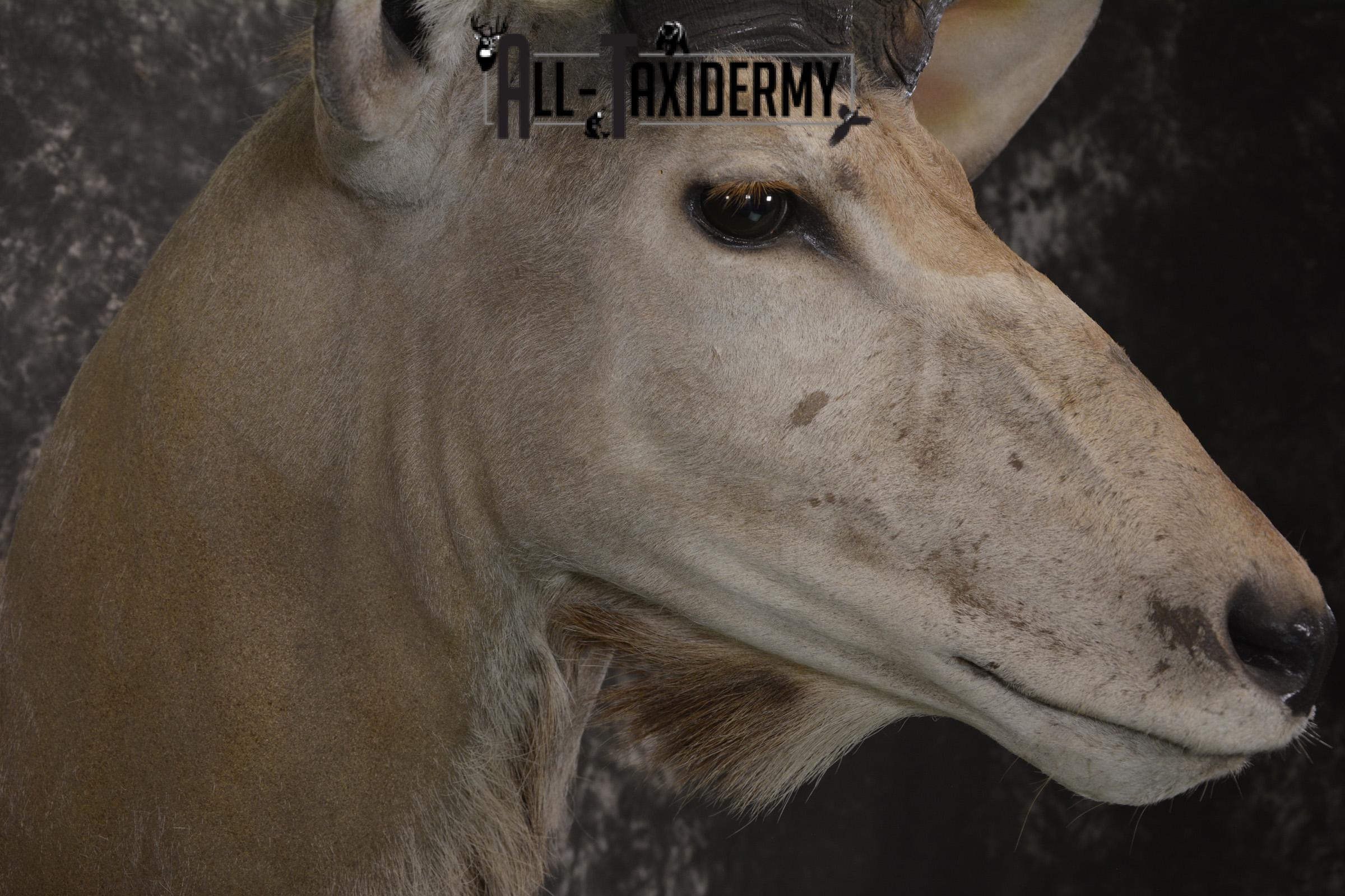 African Kudu taxidermy shoulder mount for sale SKU 1978 - Image 4