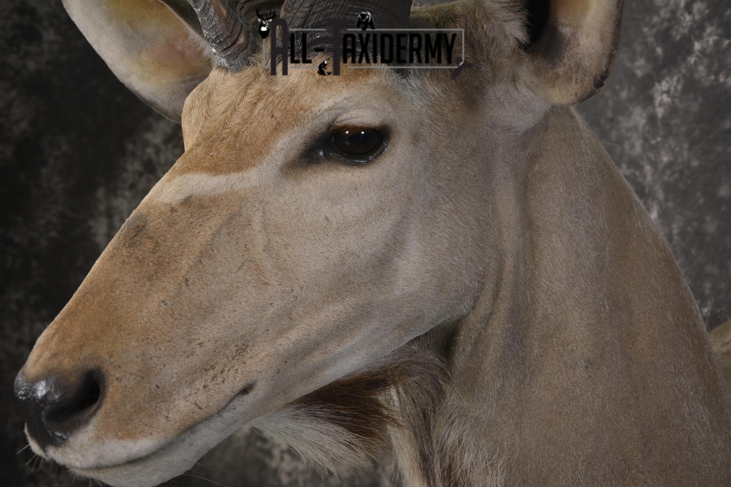 African Kudu taxidermy shoulder mount for sale SKU 1978 - Image 3