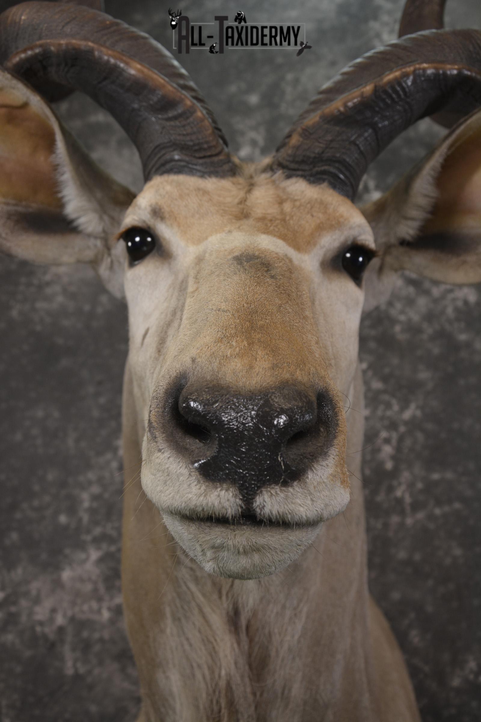 African Kudu taxidermy shoulder mount for sale SKU 1978 - Image 2