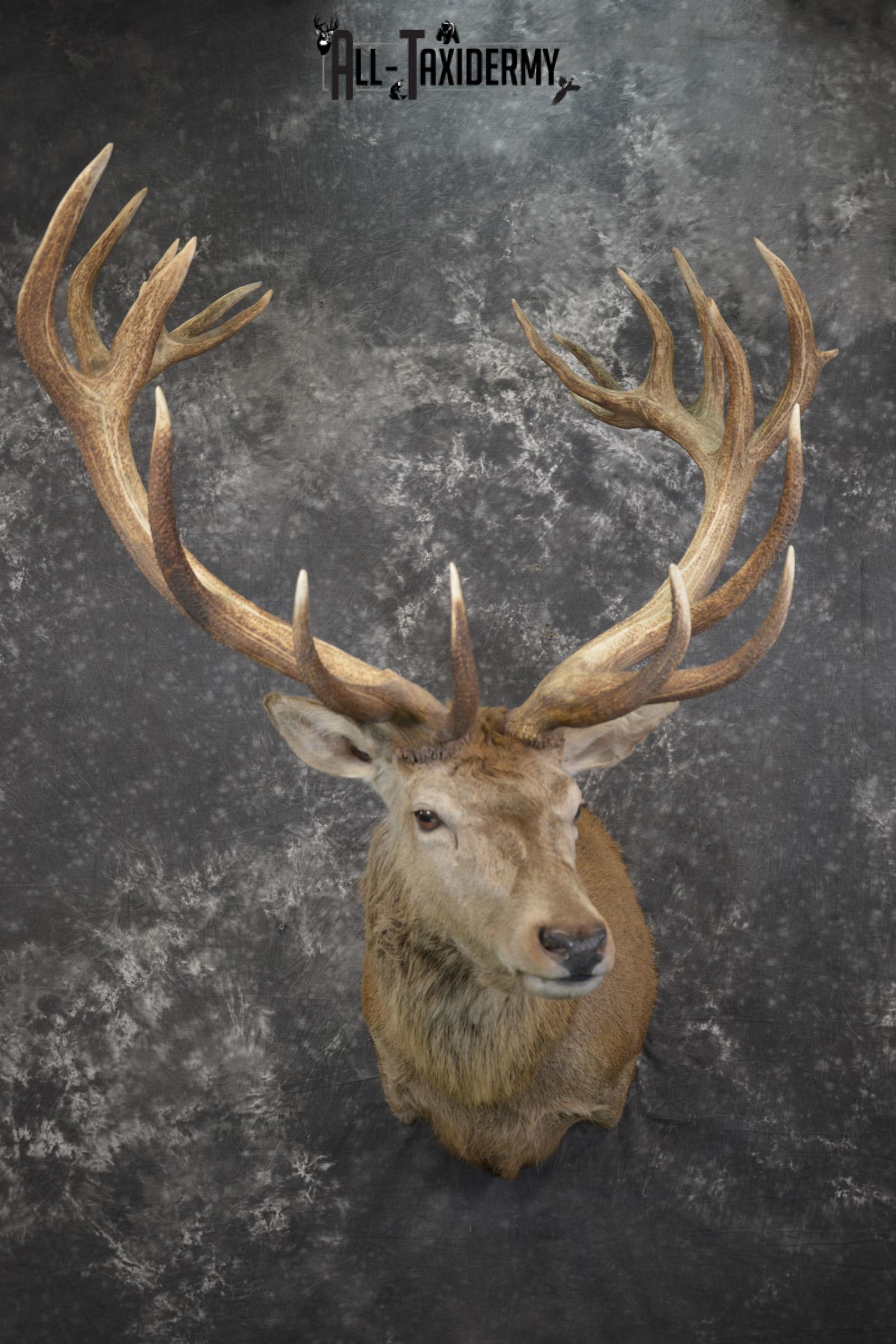 Red Stag Deer taxidermy shoulder mount for sale SKU 1995
