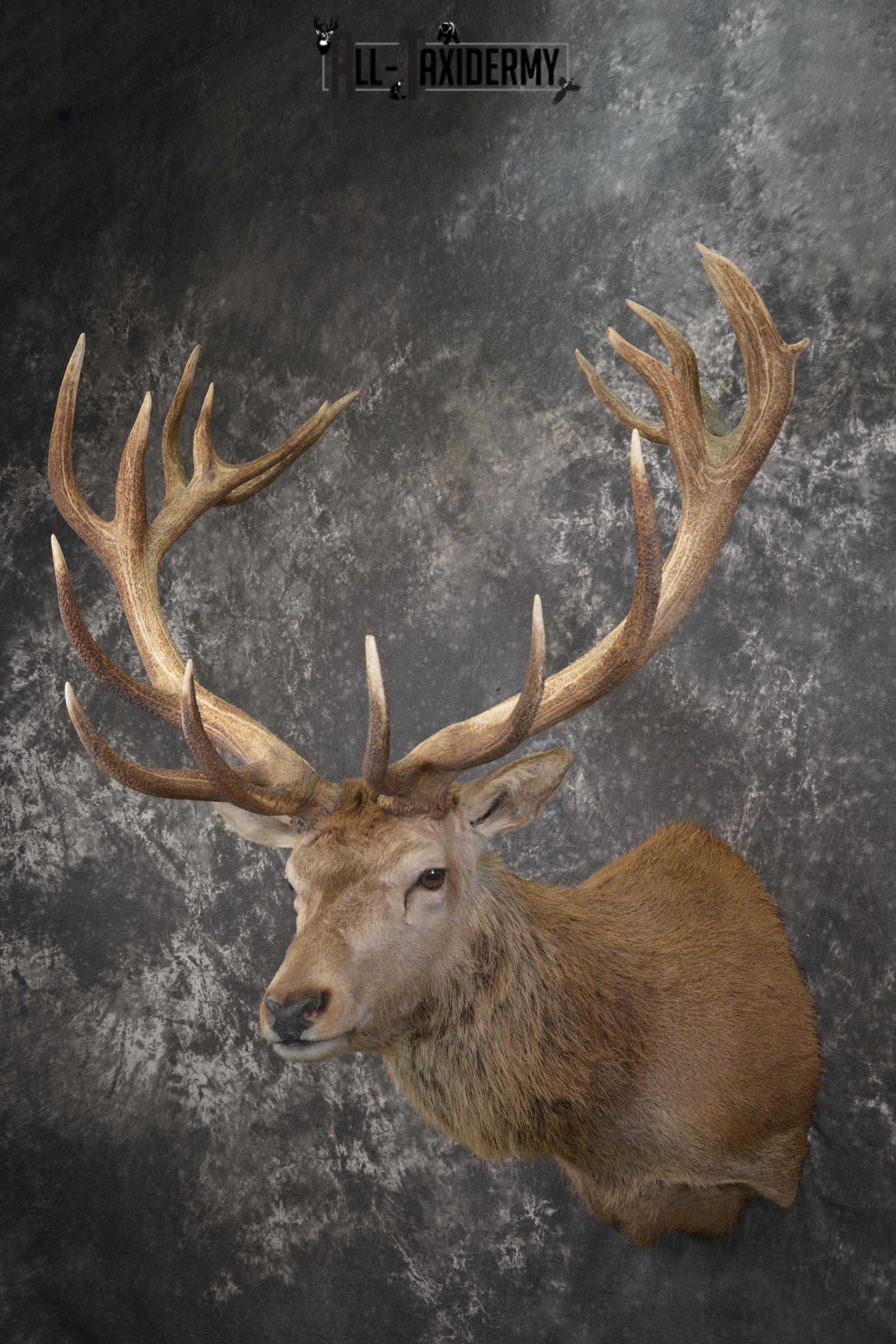 Red Stag Deer taxidermy shoulder mount for sale SKU 1995 - Image 8