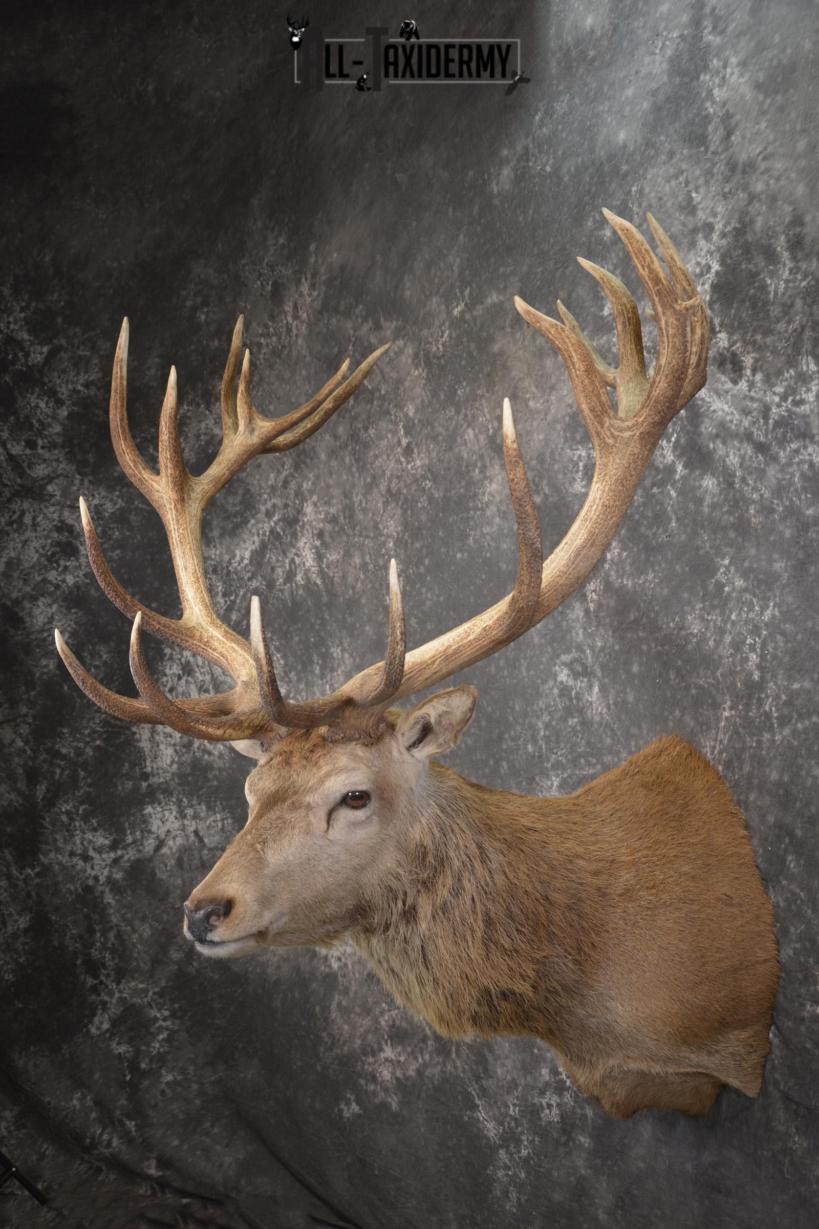 Red Stag Deer taxidermy shoulder mount for sale SKU 1995 - Image 7