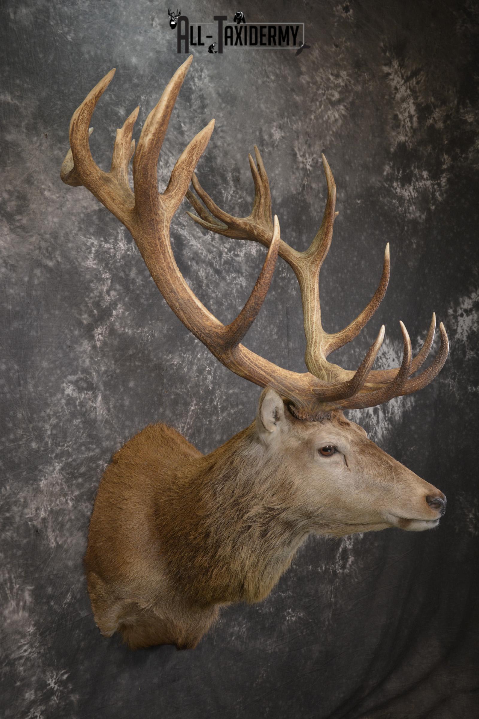 Red Stag Deer taxidermy shoulder mount for sale SKU 1995 - Image 6