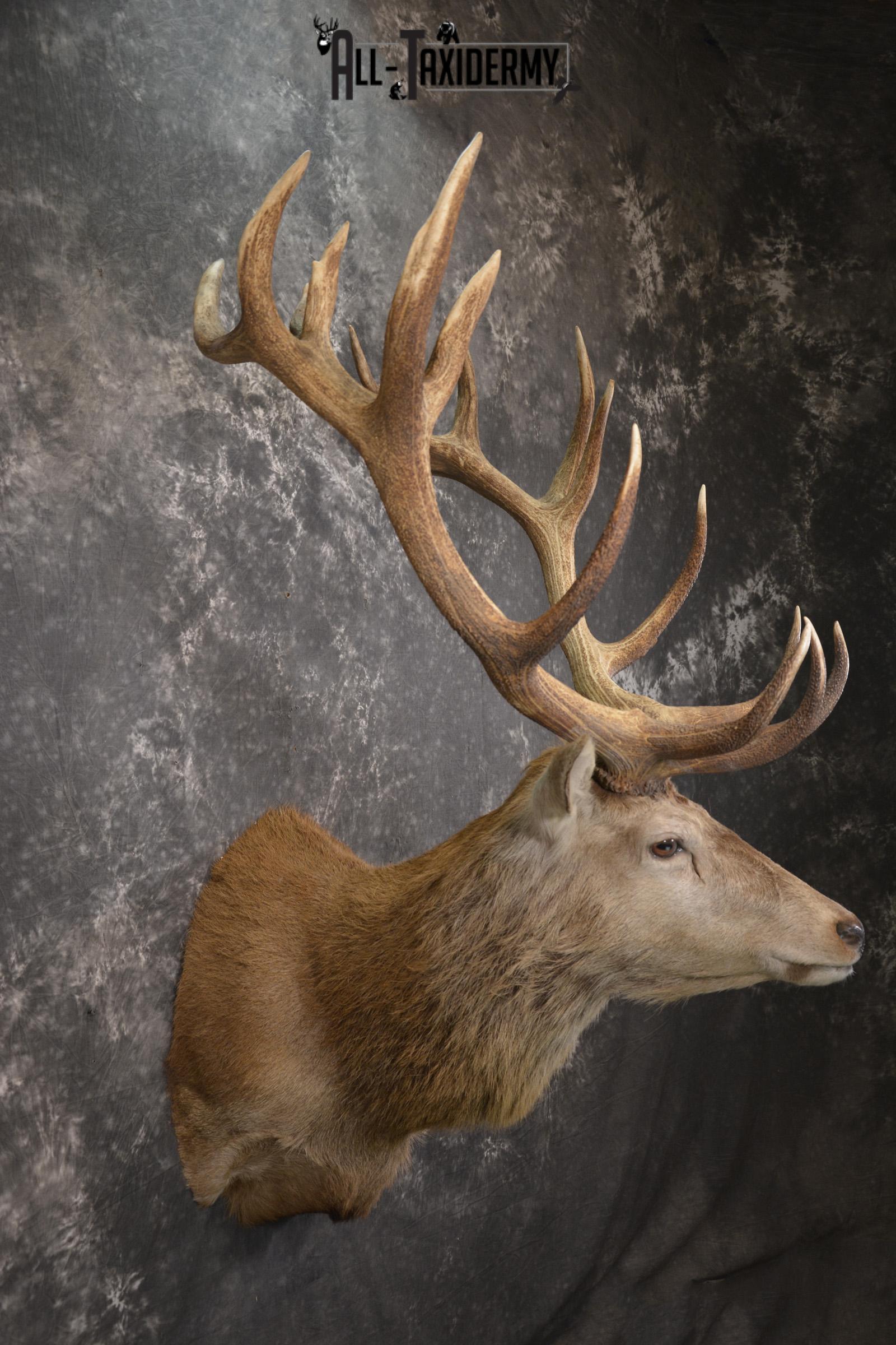 Red Stag Deer taxidermy shoulder mount for sale SKU 1995 - Image 5