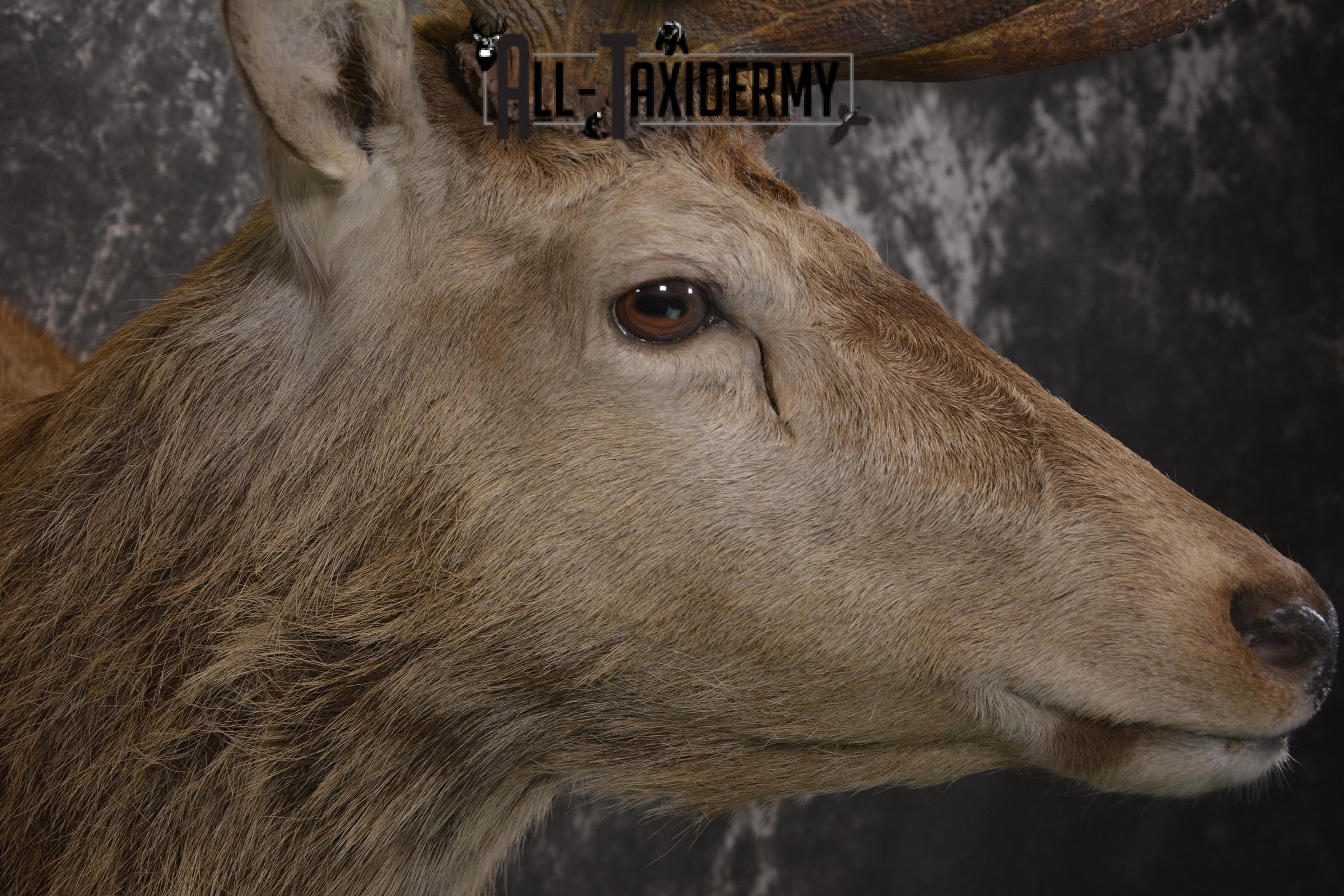 Red Stag Deer taxidermy shoulder mount for sale SKU 1995 - Image 4