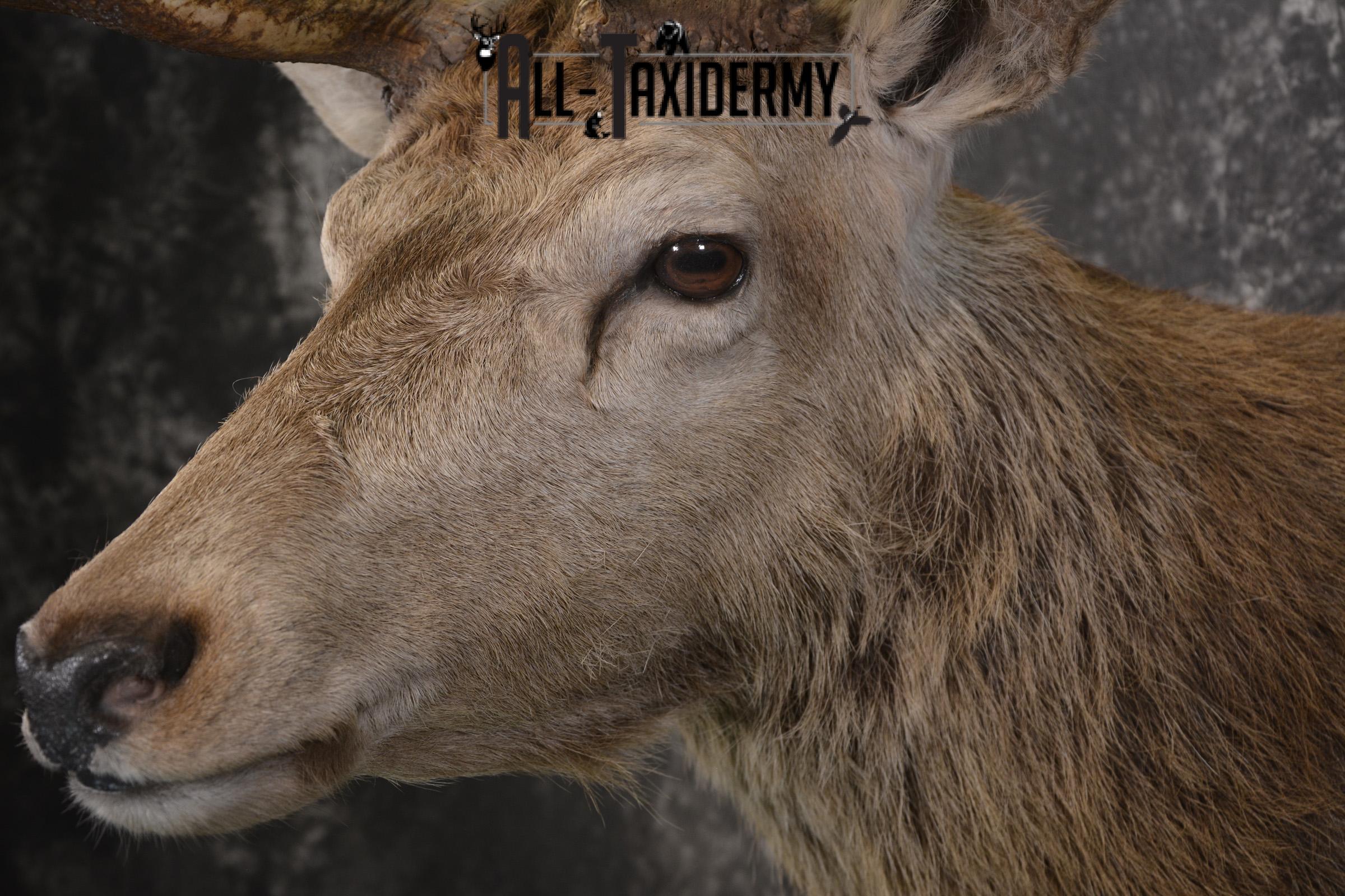 Red Stag Deer taxidermy shoulder mount for sale SKU 1995 - Image 3