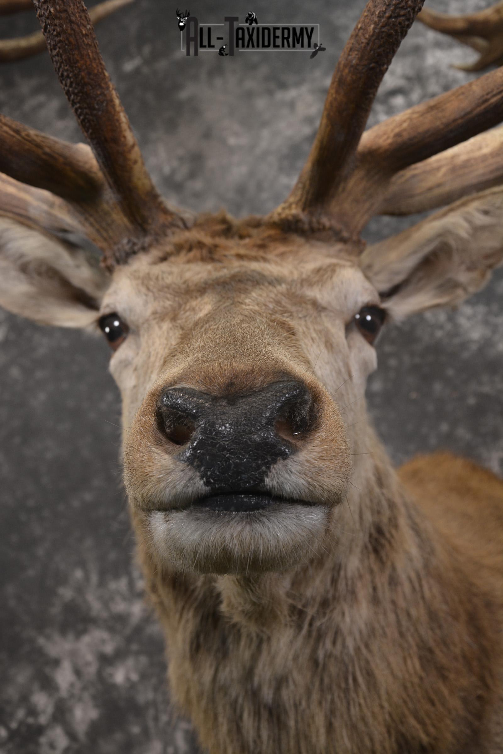 Red Stag Deer taxidermy shoulder mount for sale SKU 1995 - Image 2