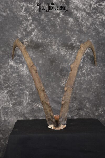 Ibex Skull plate for sale SKU1954