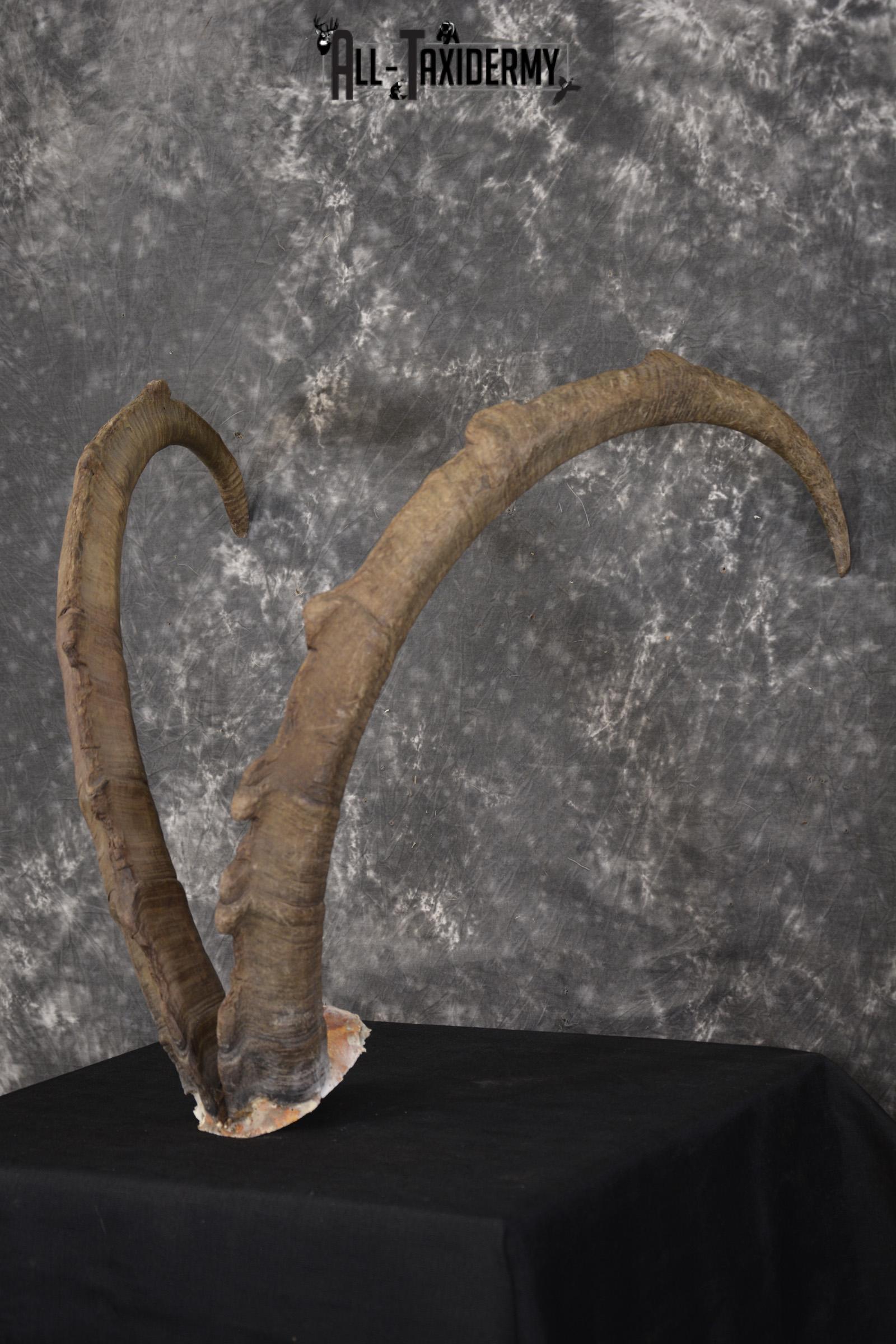 Ibex Skull plate for sale SKU1954 - Image 8