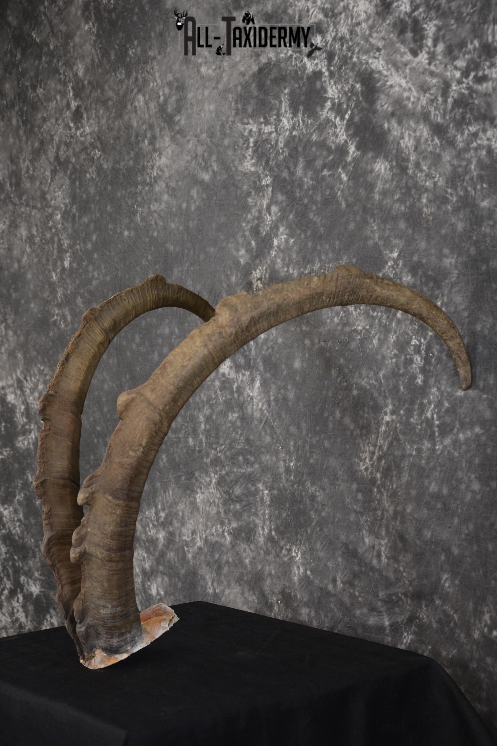 Ibex Skull plate for sale SKU1954 - Image 7