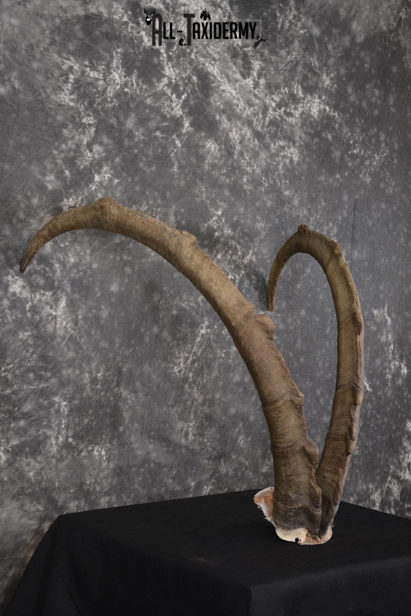 Ibex Skull plate for sale SKU1954 - Image 6