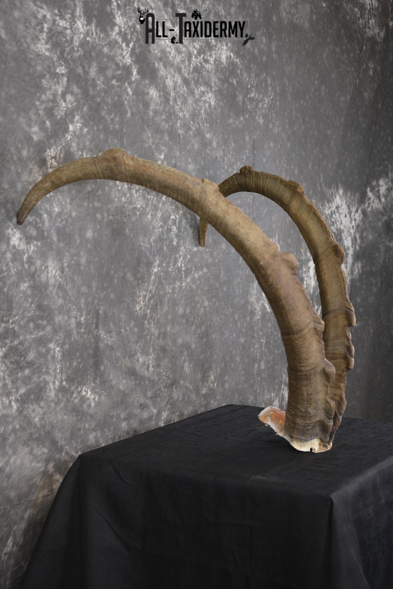 Ibex Skull plate for sale SKU1954 - Image 5