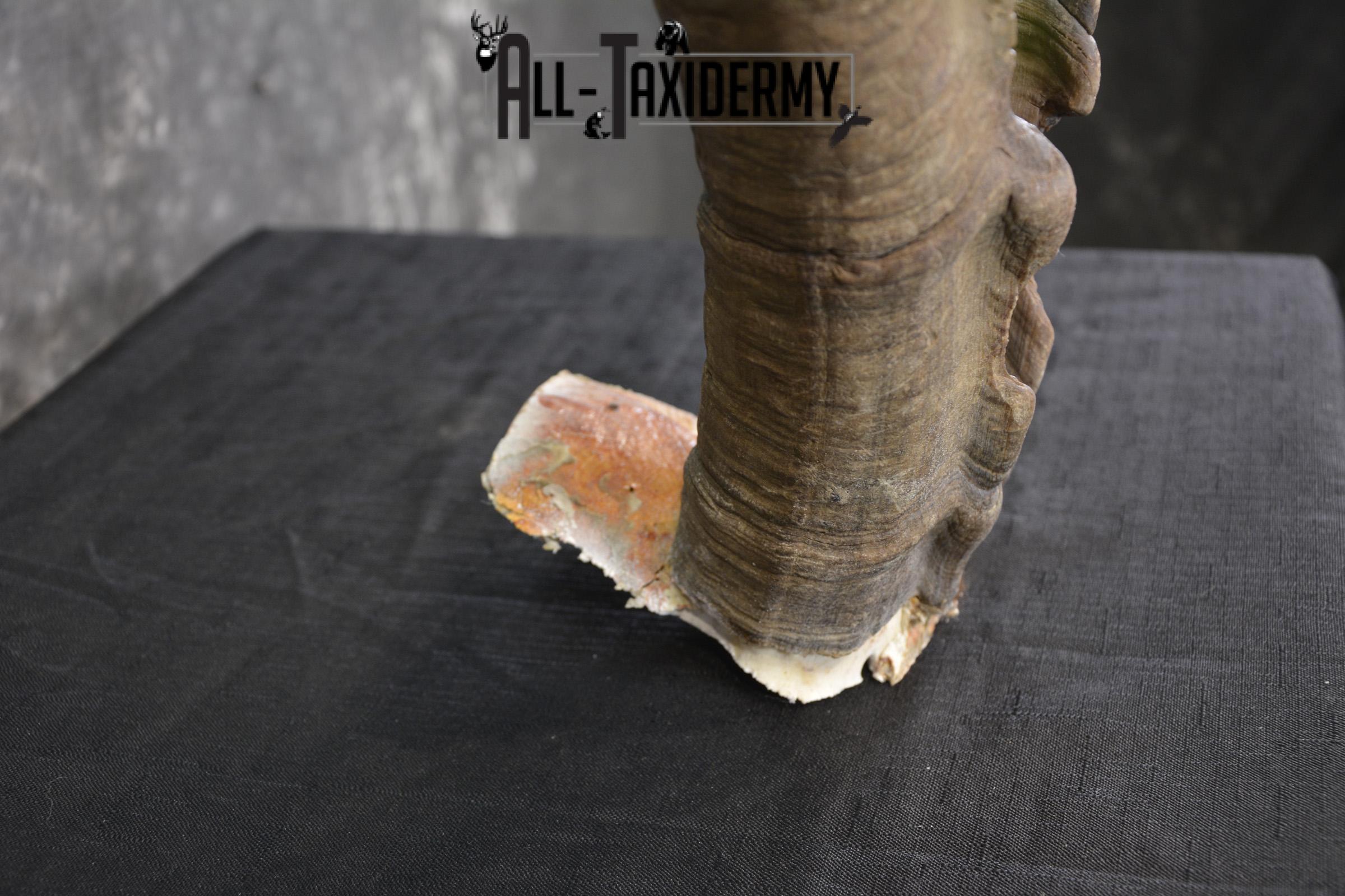 Ibex Skull plate for sale SKU1954 - Image 4